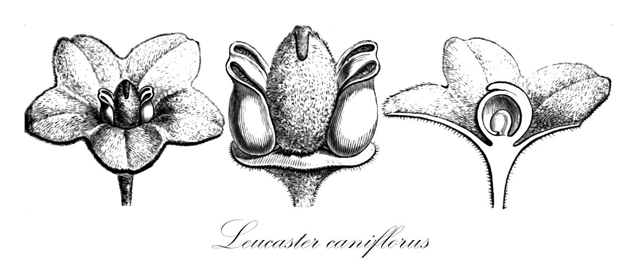 Leucaster caniflorus - Nyctaginaceae,Plantae,Pteridobiotina,Angiosperms,Caryophyllales,Nyctaginaceae,Leucaster,Leucaster caniflorus,Reichenbachia caniflora