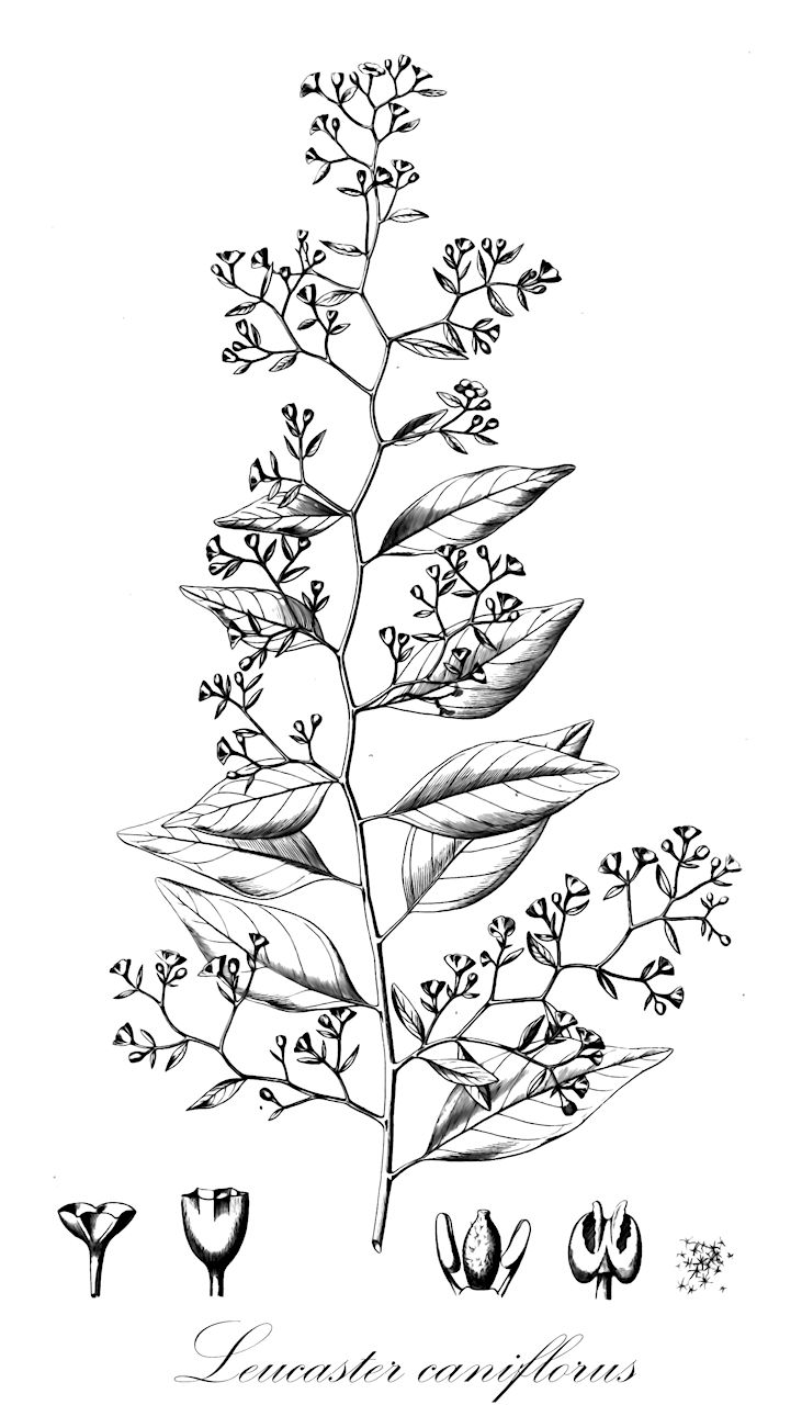 Leucaster caniflorus - Nyctaginaceae,Plantae,Pteridobiotina,Angiosperms,Caryophyllales,Nyctaginaceae,Leucaster,Leucaster caniflorus,Reichenbachia caniflora
