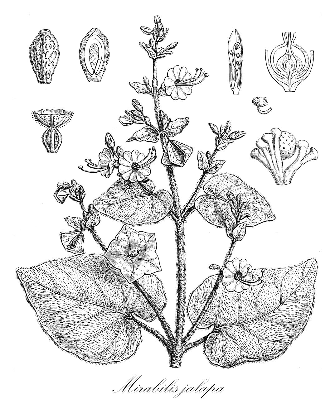 Mirabilis jalapa - Nyctaginaceae,Plantae,Pteridobiotina,Angiosperms,Caryophyllales,Nyctaginaceae,Mirabilis,Mirabilis jalapa,Jalapa officinalis, Mirabilis jalapa subsp. lindheimeri, Mirabilis jalapa var. jalapa, Mirabilis jalapa var. lindheimeri, Mirabilis lindheimeri, Nyctago hortensis, Nyctago jalapae, Nyctago versicolor,Gewöhnliche Wunderblume;Wunderblume;Belle de nuit;Merveille du Pérou;maravilla;buenas tardes;Don Diego de noche;dengue;trompetilla;bella de noche;falsa jalapa;maravilla de Indias;maravilla de noche;maravilla del Perú;periquitos;sampedros;siciliana;Bella di notte;bella di notte comune;maravilla de Indias;wonderbloem;nachtschone;bonina;boas-noites;jalapa-falsa;maravilhas;мирабилис слабительная;мирабилис ялапа;ночная красавица;akşamsefası;lulembrëmje;flor de nit;noćurak;underblomma;vidunderblomst;oshiroibana;オシロイバナ;yûgesho;ユウガショウ;nagy csodatölcsér;nocenka zahradní;nocovka jalapovitá;мірабіліс ялапа;вечерница;mirakelblom;ihmekukka;zǐ mò lì;紫茉莉