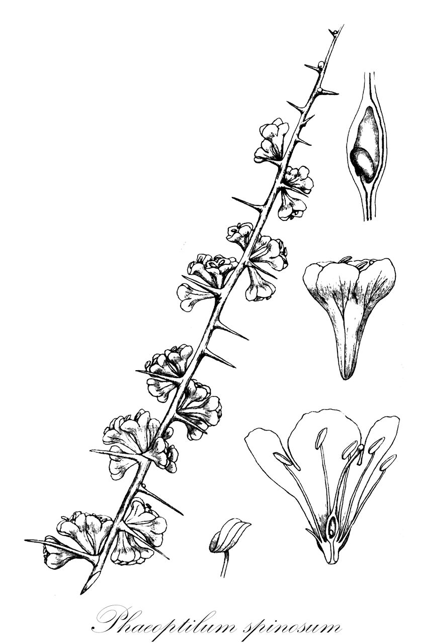 Phaeoptilum spinosum - Nyctaginaceae,Plantae,Pteridobiotina,Angiosperms,Caryophyllales,Nyctaginaceae,Phaeoptilum,Phaeoptilum spinosum,Amphoranthus spinosus, Phaeoptilum heimerli