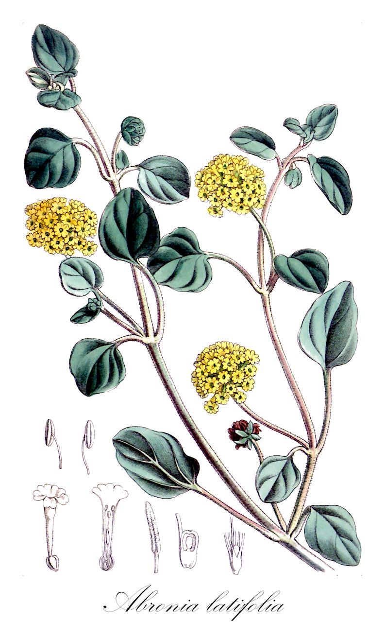 Abronia latifolia - Nyctaginaceae,Plantae,Pteridobiotina,Angiosperms,Caryophyllales,Nyctaginaceae,Abronia,Abronia latifolia,Abronia arenaria, Tricratus arenarius,yellow sand-verbena