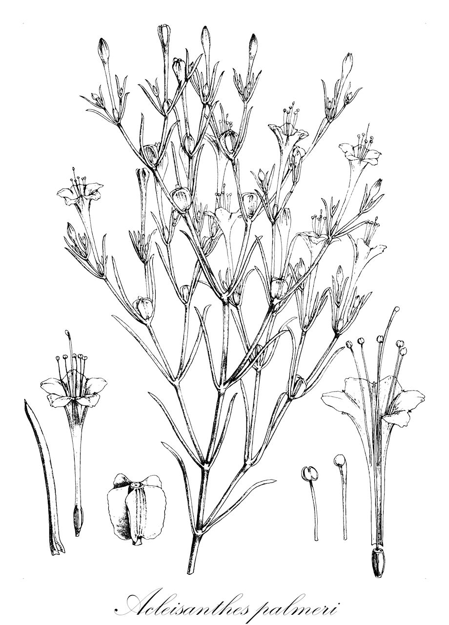 Acleisanthes palmeri - Nyctaginaceae,Plantae,Pteridobiotina,Angiosperms,Caryophyllales,Nyctaginaceae,Acleisanthes,Acleisanthes palmeri,Selinocarpus palmeri