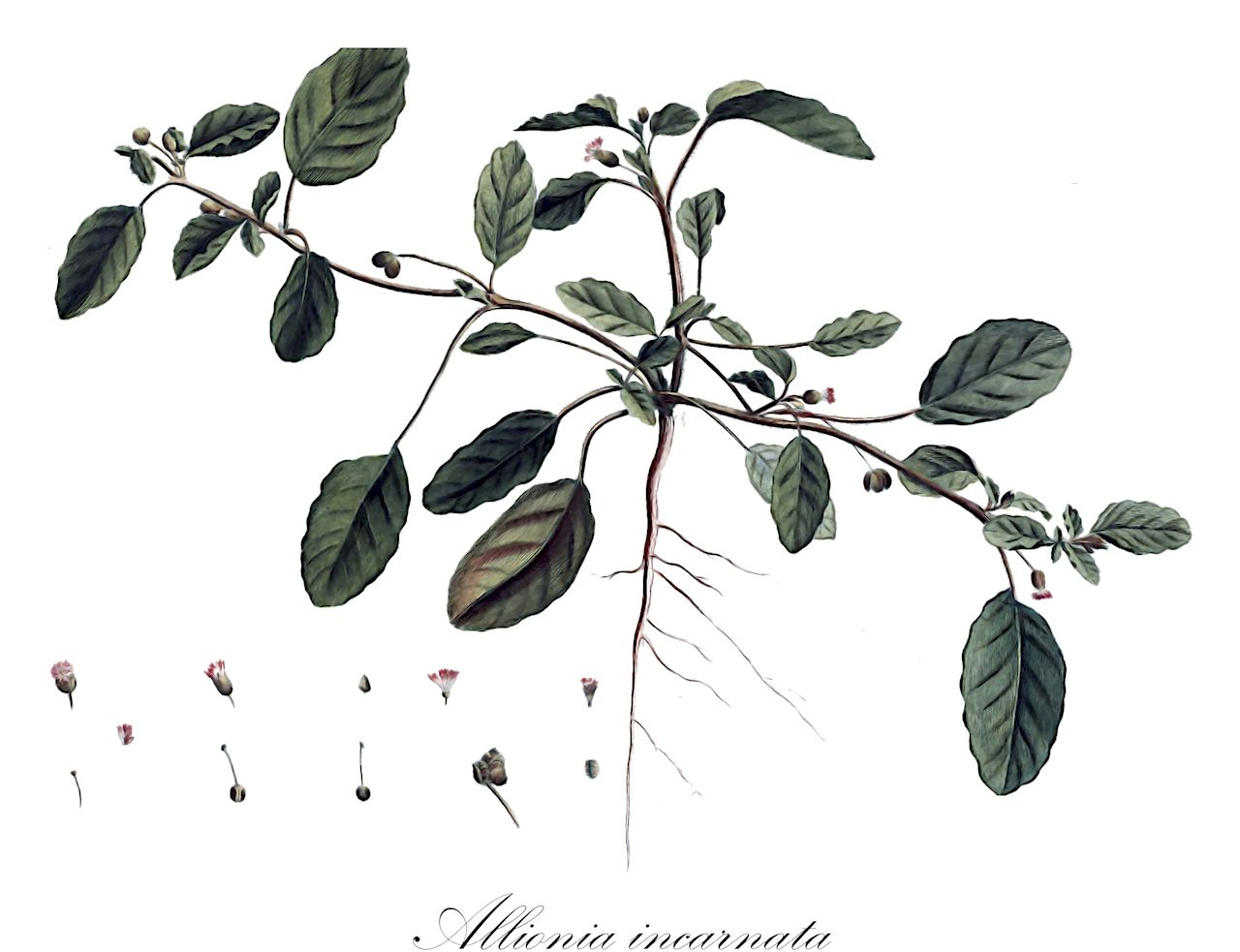 Allionia incarnata - Nyctaginaceae,Plantae,Pteridobiotina,Angiosperms,Caryophyllales,Nyctaginaceae,Allionia,Allionia incarnata,Allionia brandurriae, Allionia craterimorpha, Allionia cristata, Allionia incarnata f. cristata, Allionia incarnata f. cylindrica, Allionia incarnata f. glomerata, Allionia incarnata f. grandiflora, Allionia incarnata f. obtusilobata, Allionia incarnata f. villosiceps, Allionia incarnata var. incarnata, Allionia jarae, Allionia mendocina, Allionia puberula, Wedelia incarnata, Wedelia incarnata, Wedelia incarnata subsp. anodonta, Wedelia malachroides, Wedeliella cristata, Wedeliella incarnata, Wedeliella incarnata subsp. nudata, Wedeliella incarnata var. anodonta,allionia;hierba de la hormiga;pink three-flower;pink windmills;trailing allionia;trailing four-o'clock;trailing windmills;umbrella-wort