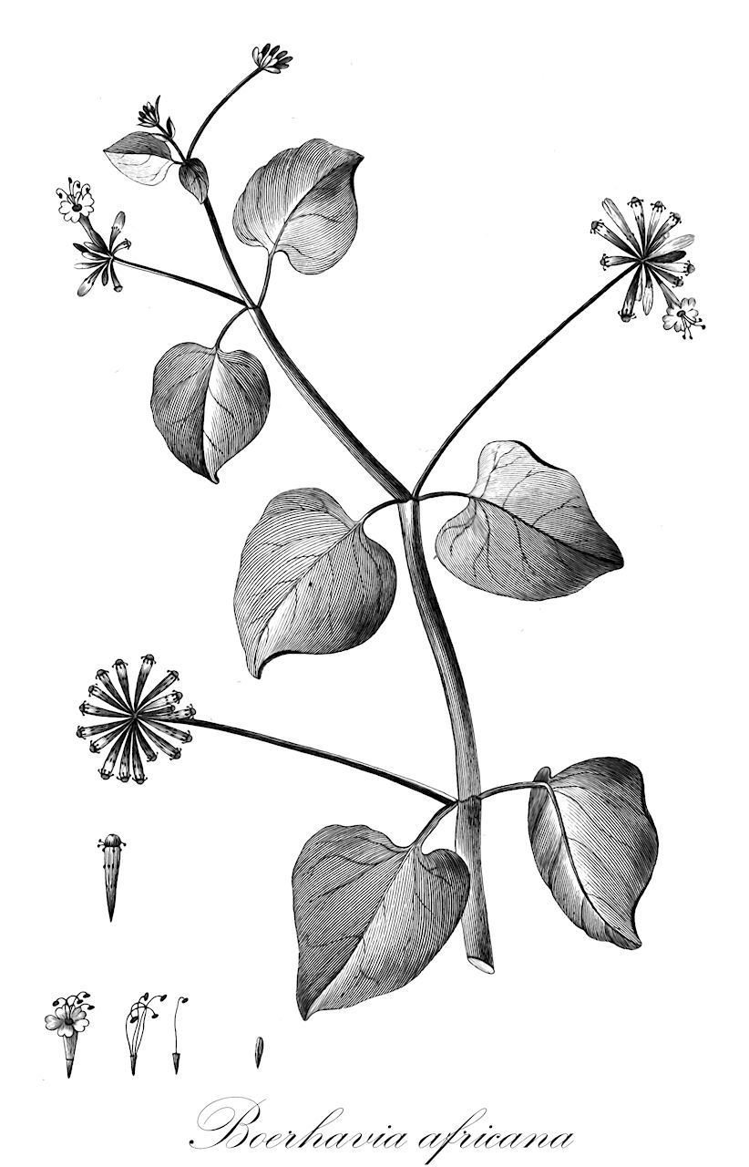Boerhavia africana - Nyctaginaceae,Plantae,Pteridobiotina,Angiosperms,Caryophyllales,Nyctaginaceae,Boerhavia,Boerhavia africana,Commicarpus africanus