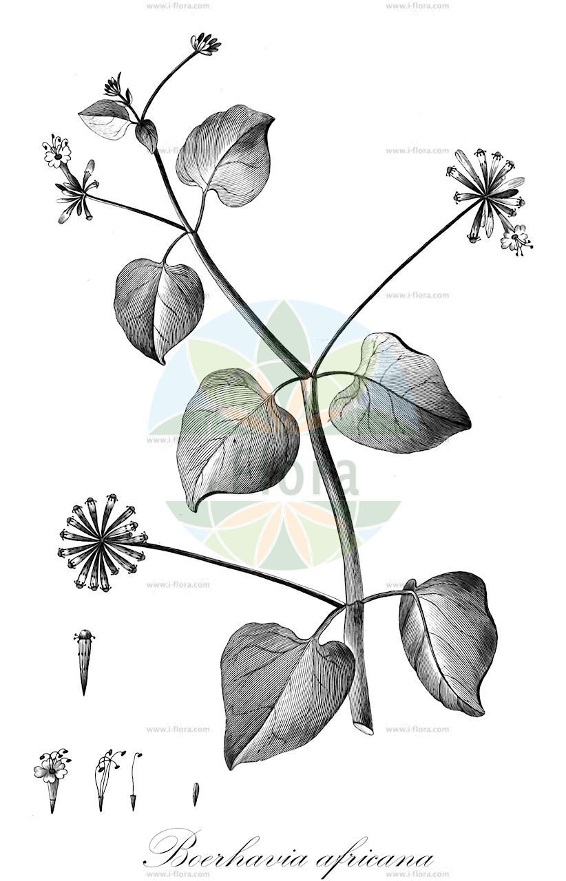 Boerhavia hirsuta - Nyctaginaceae,Plantae,Pteridobiotina,Angiosperms,Caryophyllales,Nyctaginaceae,Boerhavia,Boerhavia hirsuta,Boerhavia decumbens, Boerhavia diffusa var. hirsuta, Boerhavia laxa, Boerhavia obtusifolia, Boerhavia paniculata