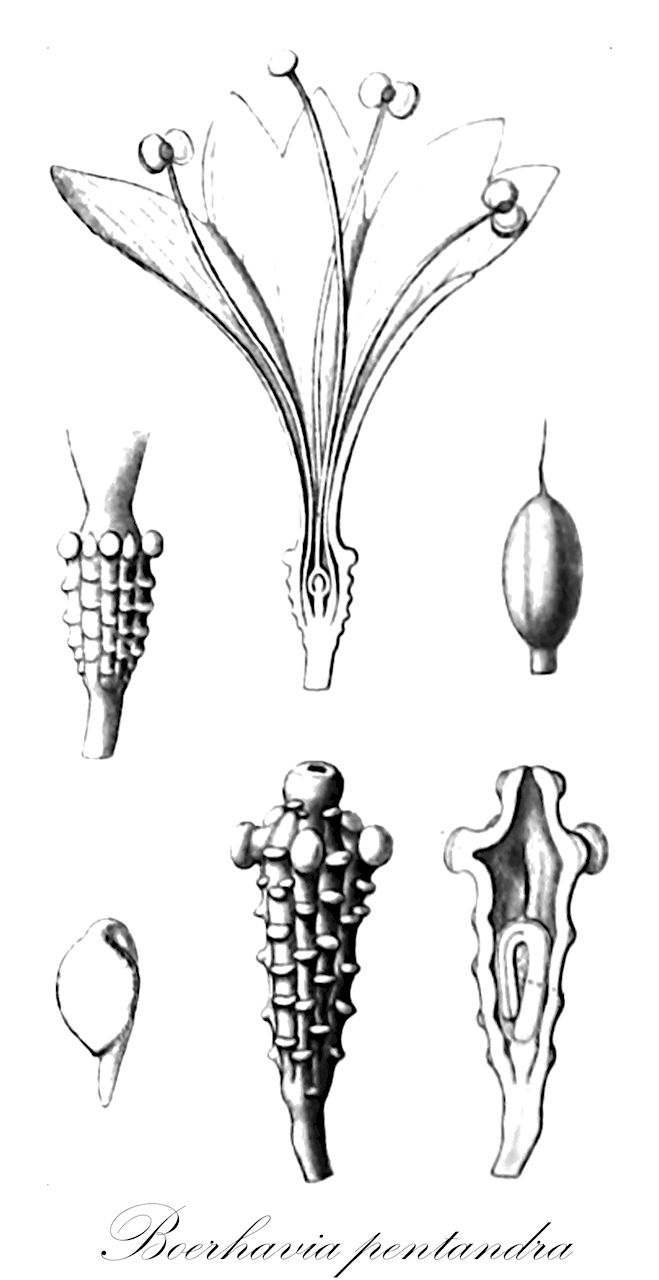 Boerhavia pentandra - Nyctaginaceae,Plantae,Pteridobiotina,Angiosperms,Caryophyllales,Nyctaginaceae,Boerhavia,Boerhavia pentandra,Boerhavia burchellii