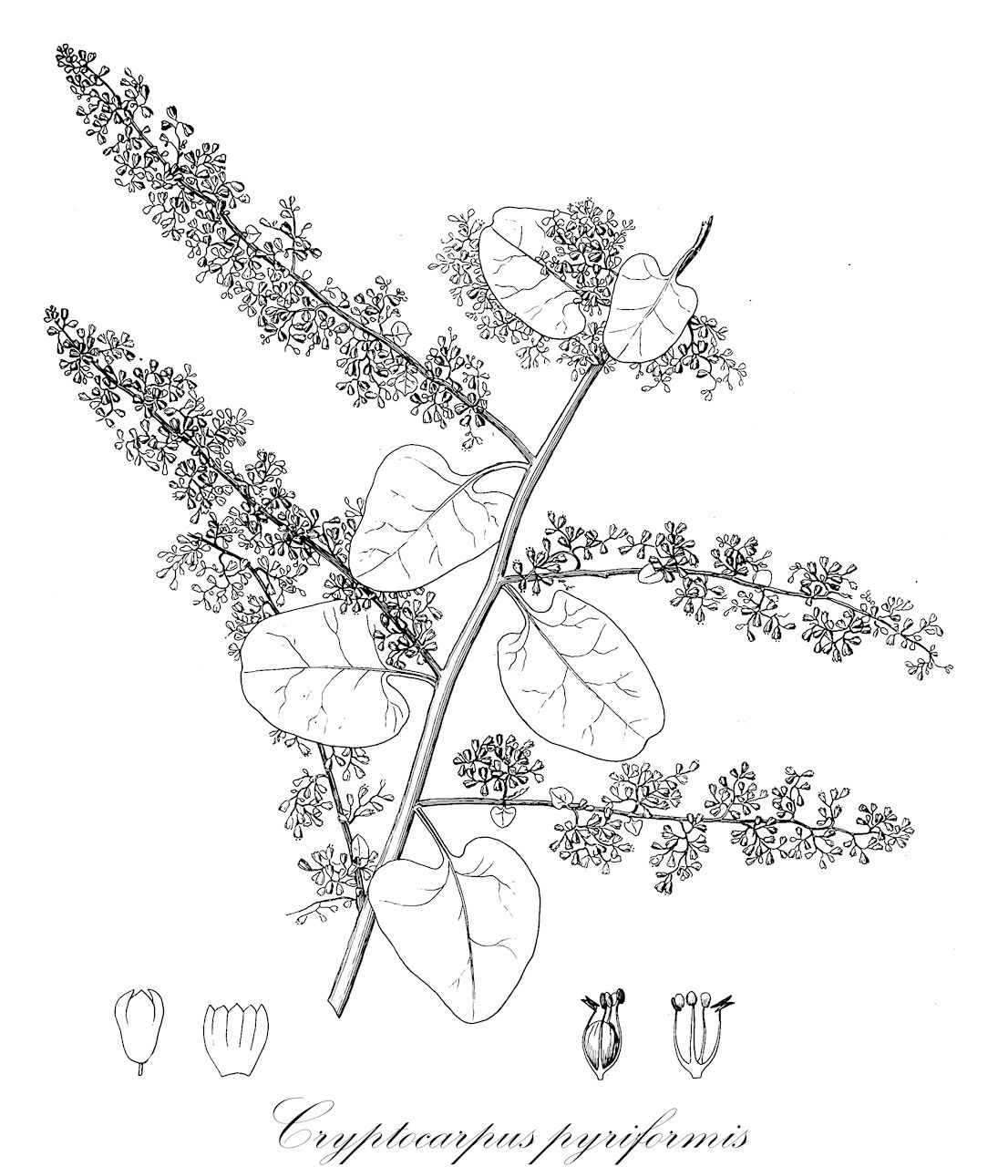 Cryptocarpus pyriformis - Nyctaginaceae,Plantae,Pteridobiotina,Angiosperms,Caryophyllales,Nyctaginaceae,Cryptocarpus,Cryptocarpus pyriformis,Cryptocarpus cordifolius, Cryptocarpus cordiformis var. cordifolius, Cryptocarpus pyriformis var. cordifolius, Salpianthus pyriformis