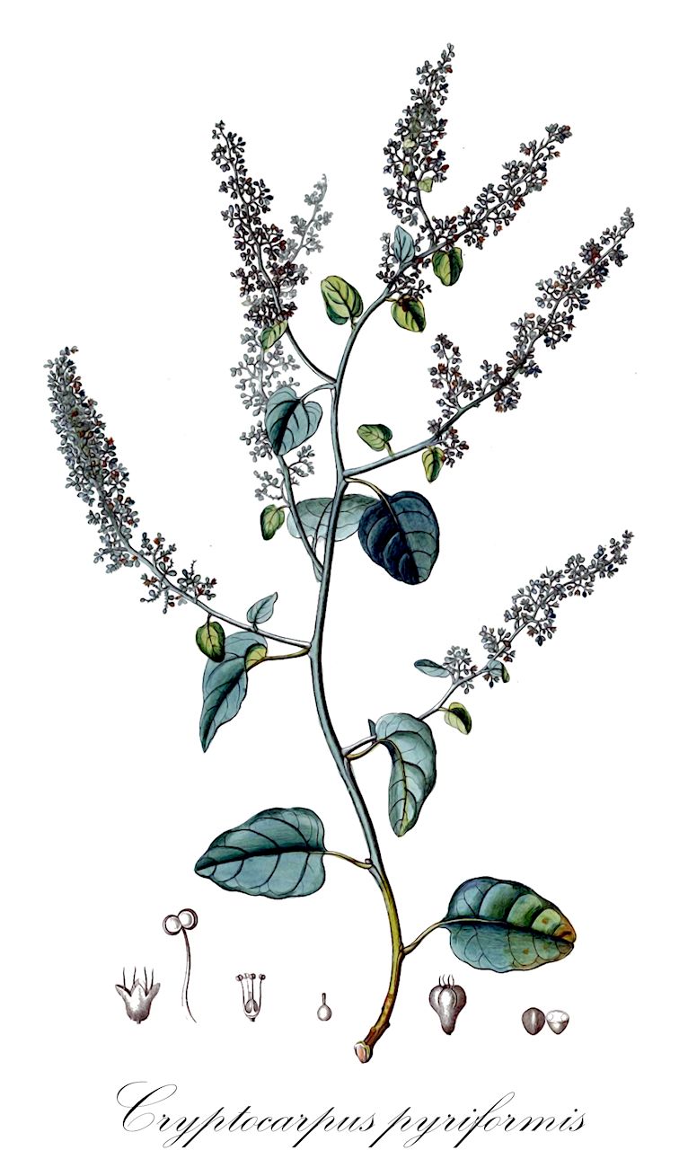 Cryptocarpus pyriformis - Nyctaginaceae,Plantae,Pteridobiotina,Angiosperms,Caryophyllales,Nyctaginaceae,Cryptocarpus,Cryptocarpus pyriformis,Cryptocarpus cordifolius, Cryptocarpus cordiformis var. cordifolius, Cryptocarpus pyriformis var. cordifolius, Salpianthus pyriformis