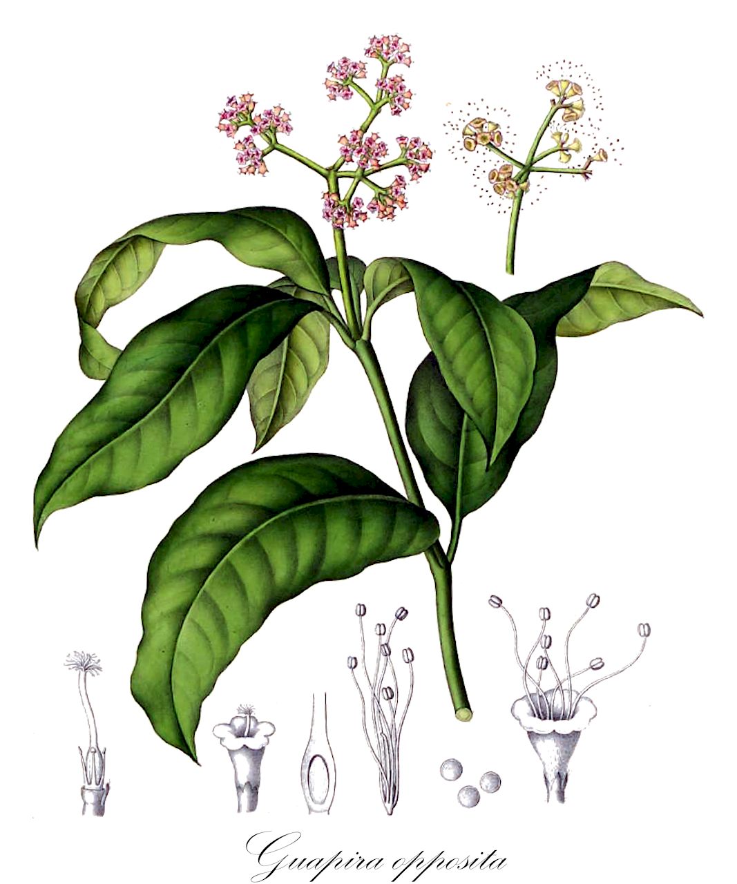 Guapira opposita - Nyctaginaceae,Plantae,Pteridobiotina,Angiosperms,Caryophyllales,Nyctaginaceae,Guapira,Guapira opposita,Bessera calycantha, Guapira nitida, Guapira olfersiana, Pisonia nitida, Pisonia olfersiana, Torrubia nitida, Torrubia olfersiana, Torrubia opposita