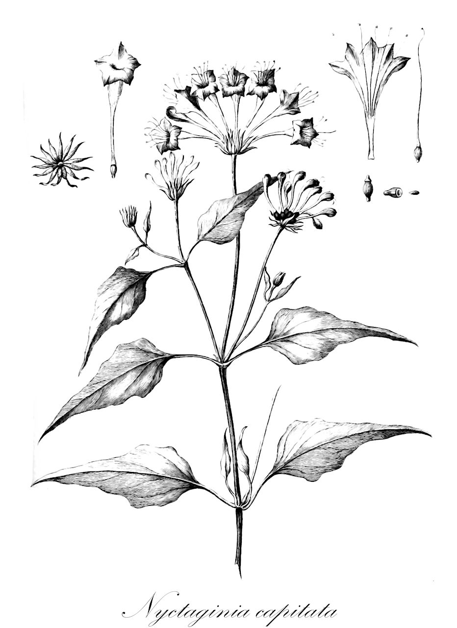 Nyctaginia capitata - Nyctaginaceae,Plantae,Pteridobiotina,Angiosperms,Caryophyllales,Nyctaginaceae,Nyctaginia,Nyctaginia capitata,devil's bouquet;scarlet musk-flower