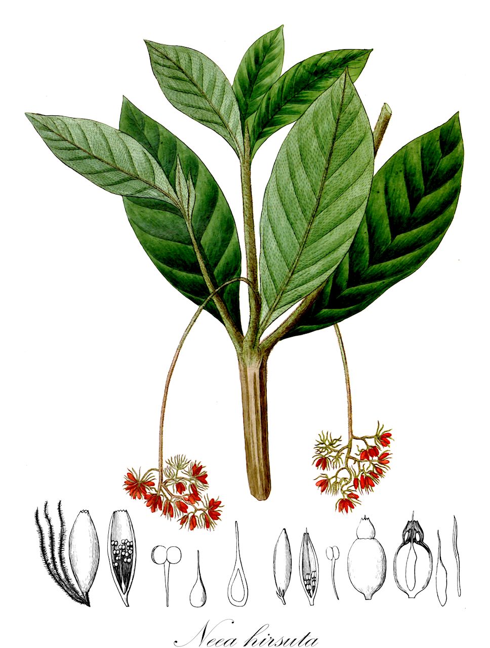 Neea hirsuta - Nyctaginaceae,Plantae,Pteridobiotina,Angiosperms,Caryophyllales,Nyctaginaceae,Neea,Neea hirsuta
