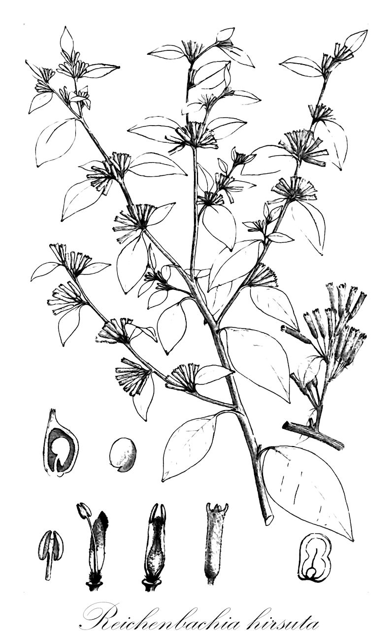 Reichenbachia hirsuta - Nyctaginaceae,Plantae,Pteridobiotina,Angiosperms,Caryophyllales,Nyctaginaceae,Reichenbachia,Reichenbachia hirsuta,Elaeagnus paraguayensis, Reichenbachia paraguayensis