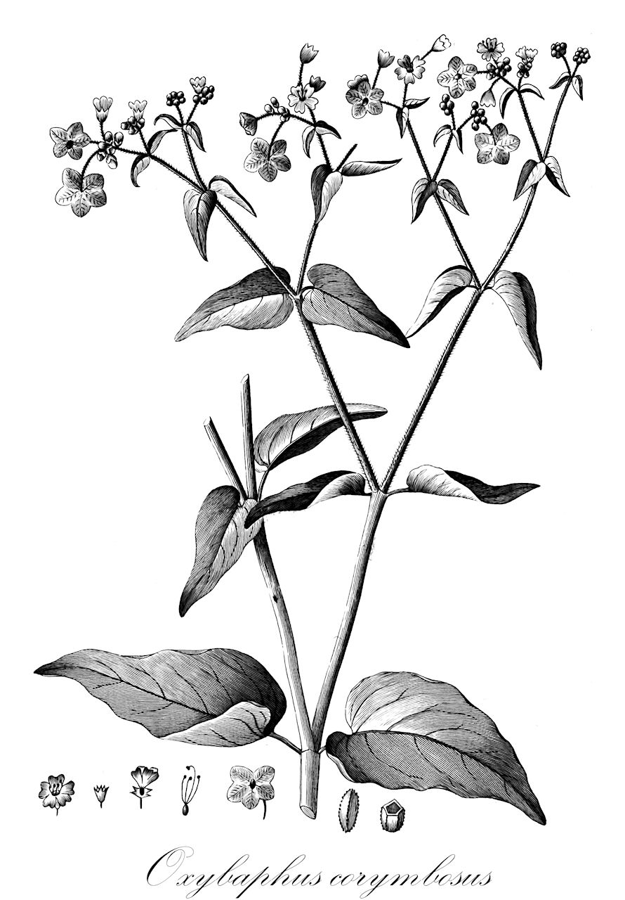 Oxybaphus corymbosus - Nyctaginaceae,Plantae,Pteridobiotina,Angiosperms,Caryophyllales,Nyctaginaceae,Oxybaphus,Oxybaphus corymbosus,Mirabilis corymbosa