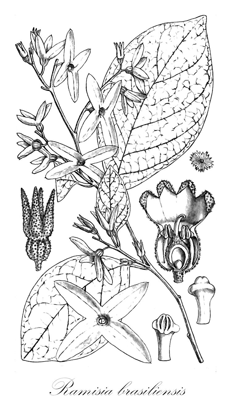 Ramisia brasiliensis - Nyctaginaceae,Plantae,Pteridobiotina,Angiosperms,Caryophyllales,Nyctaginaceae,Ramisia,Ramisia brasiliensis