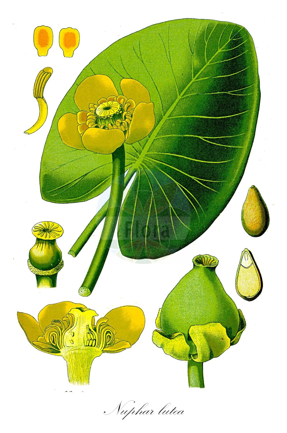 Nuphar lutea - Nymphaeaceae,Plantae,Pteridobiotina,Angiosperms,Nymphaeales,Nymphaeaceae,Nuphar,Nuphar lutea,Nenuphar luteum, Nuphar affinis, Nuphar fluviatile, Nuphar grandiflora, Nuphar grandifolia, Nuphar graveolens, Nuphar latifolia, Nuphar latifolia subsp. boreale, Nuphar lobata, Nuphar lutea var. rivularis, Nuphar lutea var. submersa, Nuphar rivularis, Nuphar sericea, Nuphar spathulifera, Nuphar systyla, Nuphar tenella, Nymphaea affinis, Nymphaea lutea, Nymphaea lutea f. punctata, Nymphaea lutea f. purpureosignata, Nymphaea lutea f. schlierensis, Nymphaea lutea f. sericea, Nymphaea lutea f. submersa, Nymphaea lutea f. tenella, Nymphaea lutea f. terrestris, Nymphaea lutea f. urceolata, Nymphaea lutea subf. denticulata, Nymphaea lutea var. affinis, Nymphaea lutea var. harzii, Nymphaea lutea var. minor, Nymphaea lutea var. puberula, Nymphaea umbilicalis, Nymphona lutea, Nymphozanthus affinis, Nymphozanthus europaeus, Nymphozanthus luteus, Nymphozanthus sericeus, Nymphozanthus vulgaris,Große Teichrose;Gelbe Teichrose;Mummel;Grosse Kandel;yellow water-lily;cow lily;spatterdock;yellow pond lily;Nénuphar jaune;grand nénuphar jaune;nénuphar à feuilles sagittées;jaunet d'eau;lis jaune des étangs;nuphar jaune;nenufar amarillo;nenúfar amarillo;escudete amarillo;ninfea amarilla;maravillas de río;cubiletes;Ninfea gialla;carfaro maschio;giglio d'acqua gialla;nannufero;giglio d'acqua giallo;nenufaro;geele plomp;gele plomp;golfão-amarelo;boleira-amarela;figos-de-rio-amarelos;жёлтая кубышка;многолепестная кубышка;стрелолистная кубышка;кубышка жёлтая;кубышка многолепестная;кубышка стрелолистная;sarı nilüfer;lëkue i verdhë;neloferi i verdhë;zambak uji i verdhë;žuti lokvanj;gul näckros;gul åkande;grążel żółty;rumeni blatnik;vízitök;stulík žlutý;nufar galben;nufăr galben;leknica žltá;глечики жовті;бърдуче;жълта водна роза;kollane vesikupp;dzeltenā lēpe;gul nøkkerose;isoulpukka;ulpukka;жути локвањ;nufar tzahov;נוּפָר צָהֹב;paprastoji lūgnė;κίτρινο νούφαρο;ōu yà píng péng cǎo;欧亚萍蓬草