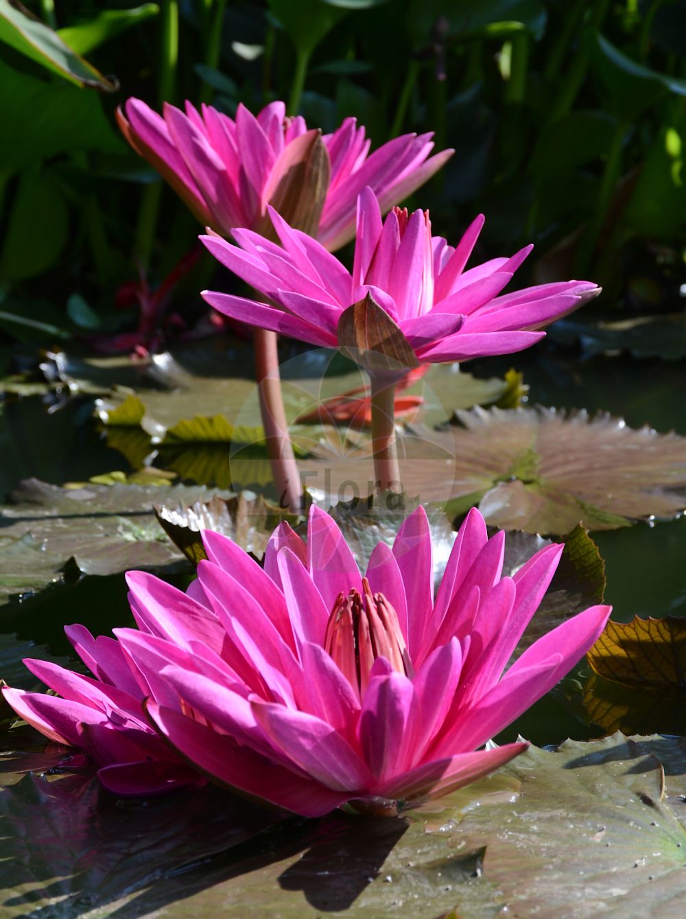 Nymphaea pubescens - Nymphaeaceae,Plantae,Pteridobiotina,Angiosperms,Nymphaeales,Nymphaeaceae,Nymphaea,Nymphaea pubescens,Castalia pubescens, Nymphaea devoniensis, Nymphaea lotus var. pubescens, Nymphaea purpurea, Nymphaea semisterilis