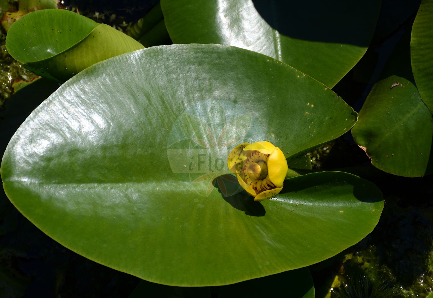 Nuphar lutea - Nymphaeaceae,Plantae,Pteridobiotina,Angiosperms,Nymphaeales,Nymphaeaceae,Nuphar,Nuphar lutea,Nenuphar luteum, Nuphar affinis, Nuphar fluviatile, Nuphar grandiflora, Nuphar grandifolia, Nuphar graveolens, Nuphar latifolia, Nuphar latifolia subsp. boreale, Nuphar lobata, Nuphar lutea var. rivularis, Nuphar lutea var. submersa, Nuphar rivularis, Nuphar sericea, Nuphar spathulifera, Nuphar systyla, Nuphar tenella, Nymphaea affinis, Nymphaea lutea, Nymphaea lutea f. punctata, Nymphaea lutea f. purpureosignata, Nymphaea lutea f. schlierensis, Nymphaea lutea f. sericea, Nymphaea lutea f. submersa, Nymphaea lutea f. tenella, Nymphaea lutea f. terrestris, Nymphaea lutea f. urceolata, Nymphaea lutea subf. denticulata, Nymphaea lutea var. affinis, Nymphaea lutea var. harzii, Nymphaea lutea var. minor, Nymphaea lutea var. puberula, Nymphaea umbilicalis, Nymphona lutea, Nymphozanthus affinis, Nymphozanthus europaeus, Nymphozanthus luteus, Nymphozanthus sericeus, Nymphozanthus vulgaris,Große Teichrose;Gelbe Teichrose;Mummel;Grosse Kandel;yellow water-lily;cow lily;spatterdock;yellow pond lily;Nénuphar jaune;grand nénuphar jaune;nénuphar à feuilles sagittées;jaunet d'eau;lis jaune des étangs;nuphar jaune;nenufar amarillo;nenúfar amarillo;escudete amarillo;ninfea amarilla;maravillas de río;cubiletes;Ninfea gialla;carfaro maschio;giglio d'acqua gialla;nannufero;giglio d'acqua giallo;nenufaro;geele plomp;gele plomp;golfão-amarelo;boleira-amarela;figos-de-rio-amarelos;жёлтая кубышка;многолепестная кубышка;стрелолистная кубышка;кубышка жёлтая;кубышка многолепестная;кубышка стрелолистная;sarı nilüfer;lëkue i verdhë;neloferi i verdhë;zambak uji i verdhë;žuti lokvanj;gul näckros;gul åkande;grążel żółty;rumeni blatnik;vízitök;stulík žlutý;nufar galben;nufăr galben;leknica žltá;глечики жовті;бърдуче;жълта водна роза;kollane vesikupp;dzeltenā lēpe;gul nøkkerose;isoulpukka;ulpukka;жути локвањ;nufar tzahov;נוּפָר צָהֹב;paprastoji lūgnė;κίτρινο νούφαρο;ōu yà píng péng cǎo;欧亚萍蓬草