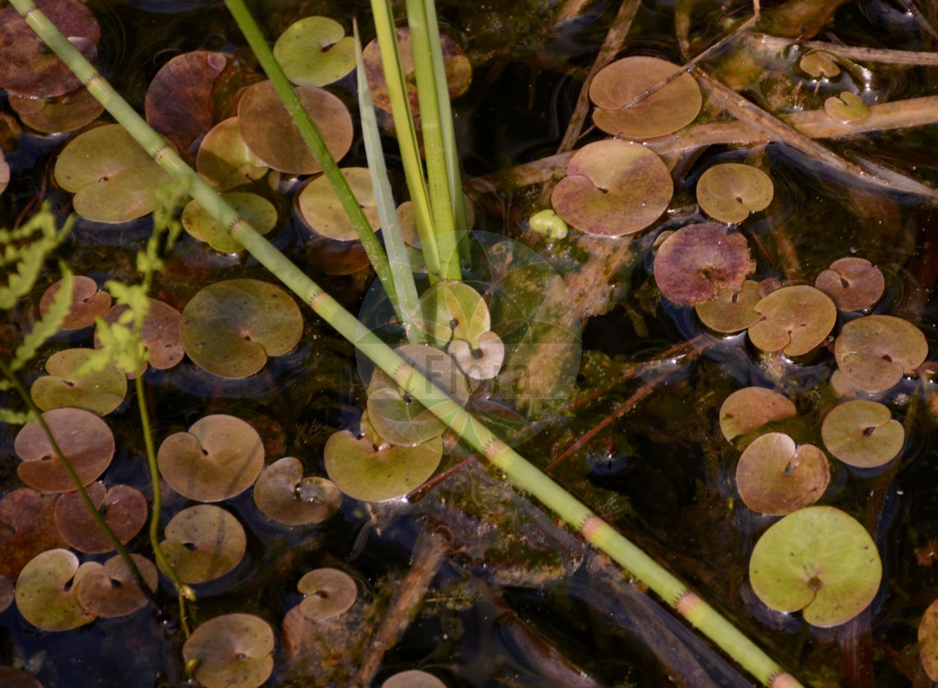 Nuphar pumila - Nymphaeaceae,Plantae,Pteridobiotina,Angiosperms,Nymphaeales,Nymphaeaceae,Nuphar,Nuphar pumila,Nenuphar pumila, Nuphar lutea subsp. pumila, Nuphar lutea subsp. pumila, Nuphar lutea var. pumila, Nymphaea lutea subsp. pumila, Nymphaea lutea var. pumila, Nymphaea pumila, Nymphozanthus pumilus, Nyphar pumilum,Zwerg-Teichrose;Kleine Teichrose;least water-lily;least yellow water lily;small yellow pond-lily;Nénuphar nain;nuphar nain;petit nénuphar jaune;nenúfar pequeño;Ninfea minore;ninfea nana;dwerg gele plomp;kleine plomp;малая кубышка;кубышка малая;клубышка малая;patuljasti lokvanj;dvärgnäckros;liden åkande;grążel drobny;ネムロコウホネ;nemuro-kô-hone;ozekôhone;オゼコウホネ;törpe vízitök;stulík malý;leknica malá;väike vesikupp;mazā lēpe;soleinøkkerose;konnanpulpukka;dvergvatnalilja;мали жути локвањ;mažažiede lūgnė;píng péng cǎo;萍蓬草