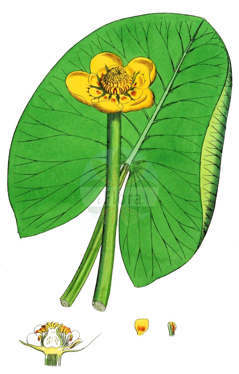 Nuphar lutea - Nymphaeaceae,Plantae,Pteridobiotina,Angiosperms,Nymphaeales,Nymphaeaceae,Nuphar,Nuphar lutea,Nenuphar luteum, Nuphar affinis, Nuphar fluviatile, Nuphar grandiflora, Nuphar grandifolia, Nuphar graveolens, Nuphar latifolia, Nuphar latifolia subsp. boreale, Nuphar lobata, Nuphar lutea var. rivularis, Nuphar lutea var. submersa, Nuphar rivularis, Nuphar sericea, Nuphar spathulifera, Nuphar systyla, Nuphar tenella, Nymphaea affinis, Nymphaea lutea, Nymphaea lutea f. punctata, Nymphaea lutea f. purpureosignata, Nymphaea lutea f. schlierensis, Nymphaea lutea f. sericea, Nymphaea lutea f. submersa, Nymphaea lutea f. tenella, Nymphaea lutea f. terrestris, Nymphaea lutea f. urceolata, Nymphaea lutea subf. denticulata, Nymphaea lutea var. affinis, Nymphaea lutea var. harzii, Nymphaea lutea var. minor, Nymphaea lutea var. puberula, Nymphaea umbilicalis, Nymphona lutea, Nymphozanthus affinis, Nymphozanthus europaeus, Nymphozanthus luteus, Nymphozanthus sericeus, Nymphozanthus vulgaris,Große Teichrose;Gelbe Teichrose;Mummel;Grosse Kandel;yellow water-lily;cow lily;spatterdock;yellow pond lily;Nénuphar jaune;grand nénuphar jaune;nénuphar à feuilles sagittées;jaunet d'eau;lis jaune des étangs;nuphar jaune;nenufar amarillo;nenúfar amarillo;escudete amarillo;ninfea amarilla;maravillas de río;cubiletes;Ninfea gialla;carfaro maschio;giglio d'acqua gialla;nannufero;giglio d'acqua giallo;nenufaro;geele plomp;gele plomp;golfão-amarelo;boleira-amarela;figos-de-rio-amarelos;жёлтая кубышка;многолепестная кубышка;стрелолистная кубышка;кубышка жёлтая;кубышка многолепестная;кубышка стрелолистная;sarı nilüfer;lëkue i verdhë;neloferi i verdhë;zambak uji i verdhë;žuti lokvanj;gul näckros;gul åkande;grążel żółty;rumeni blatnik;vízitök;stulík žlutý;nufar galben;nufăr galben;leknica žltá;глечики жовті;бърдуче;жълта водна роза;kollane vesikupp;dzeltenā lēpe;gul nøkkerose;isoulpukka;ulpukka;жути локвањ;nufar tzahov;נוּפָר צָהֹב;paprastoji lūgnė;κίτρινο νούφαρο;ōu yà píng péng cǎo;欧亚萍蓬草