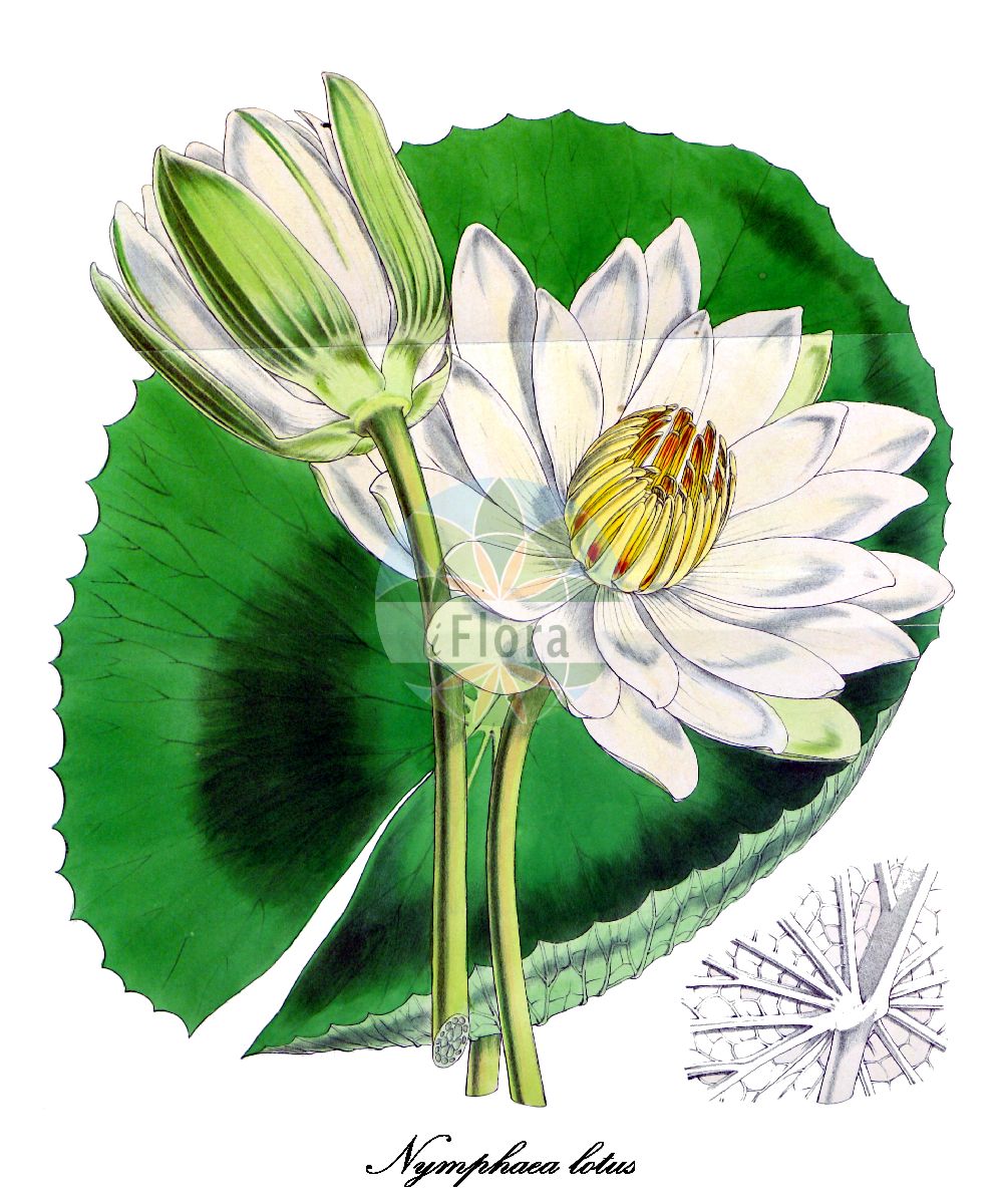 Nymphaea lotus - Nymphaeaceae,Plantae,Pteridobiotina,Angiosperms,Nymphaeales,Nymphaeaceae,Nymphaea,Nymphaea lotus,Castalia lotus, Castalia pubescens, Leuconymphaea lotus,Weiße Ägyptische Seerose;egyptian lotus;lotier d'Égypte;lotus tigré;loto tigre;nenúfar blanco egipcio;groene tijgerlotus;lótus-do-egipto;lótus branco;nenúfar branco;египетский лотос;нимфея лотус;тигровая кувшинка;тигровая нимфея;лотос египетский;кувшинка тигровая;нимфея тигровая;egyptisk vitlotus