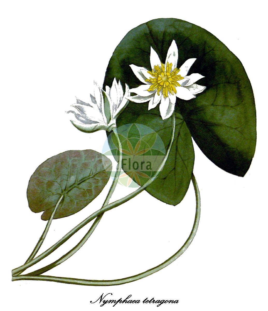Nymphaea tetragona - Nymphaeaceae,Plantae,Pteridobiotina,Angiosperms,Nymphaeales,Nymphaeaceae,Nymphaea,Nymphaea tetragona,Castalia crassifolia, Castalia pygmaea, Castalia rudgeana, Castalia tetragona, Leuconymphaea tetragona, Nymphaea alba subsp. tetragona, Nymphaea crassifolia, Nymphaea esquirolii, Nymphaea fennica, Nymphaea japono-koreana, Nymphaea pygmaea, Nymphaea pygmaea f. acutiloba, Nymphaea pygmaea f. distans, Nymphaea pygmaea f. grandiflora, Nymphaea pygmaea var. acutiloba, Nymphaea pygmaea var. grandiflora, Nymphaea pygmaea var. minima, Nymphaea tetragona var. angusta, Nymphaea tetragona var. crassifolia, Nymphaea tetragona var. minima, Nymphaea tetragona var. wenzelii, Nymphaea wenzelii,Zwerg-Seerose;pygmy water-lily;small white water-lily;nymphéa tétragonal;nymphéa tétragonal;четырехугольная кувшинка;кувшинка четырёхугольная;кувшинка Венцеля;кувшинка малая;кувшинка четырёхгранная;finsk näckros;dværg-nøkkerose;ヒツジグサ;hitsujigusa;finsk nøkkerose;suomenlumme;shui lian;睡莲