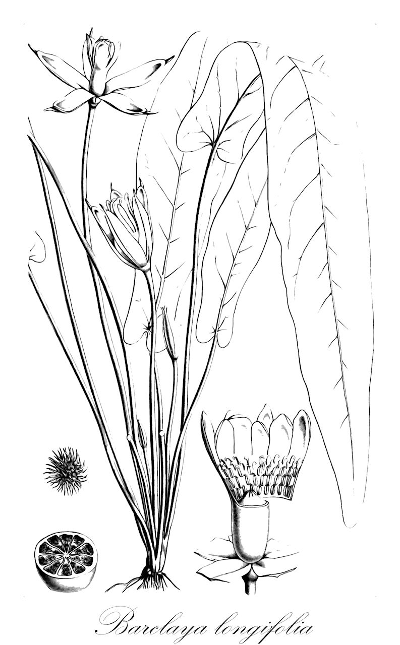 Barclaya longifolia - Nymphaeaceae,Plantae,Pteridobiotina,Angiosperms,Nymphaeales,Nymphaeaceae,Barclaya,Barclaya longifolia,Barclaya oblonga, Barclaya pierreana, Hydrostemma longifolium