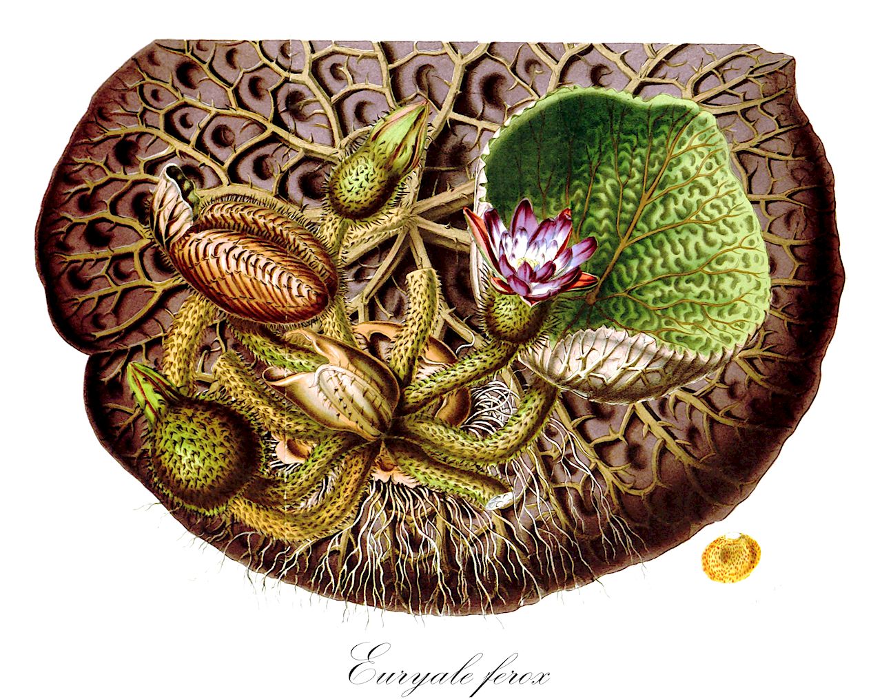 Euryale ferox - Nymphaeaceae,Plantae,Pteridobiotina,Angiosperms,Nymphaeales,Nymphaeaceae,Euryale,Euryale ferox,Anneslea spinosa, Euryale ferox f. ussuriense, Euryale indica,Stachelseerose