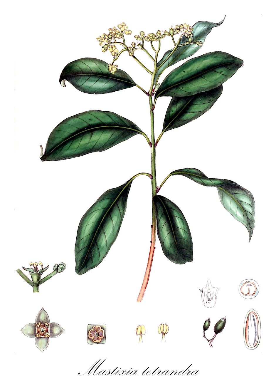 Mastixia tetrandra - Nyssaceae,Plantae,Pteridobiotina,Angiosperms,Cornales,Nyssaceae,Mastixia,Mastixia tetrandra,Bursinopetalum tetrandrum, Mastixia lanceolata
