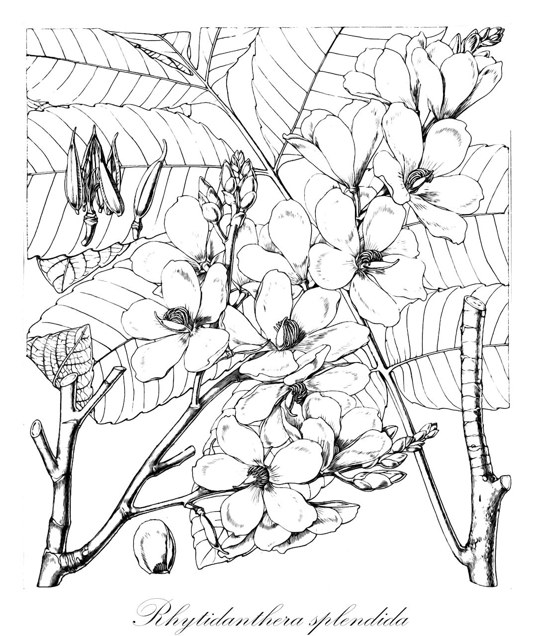 Rhytidanthera splendida - Ochnaceae,Plantae,Pteridobiotina,Angiosperms,Malpighiales,Ochnaceae,Ochnoideae,Rhytidanthera,Rhytidanthera splendida,Godoya splendida, Rhytidanthera fragrans, Rhytidanthera mellifera, Rhytidanthera regalis, Rhytidanthera sulcata