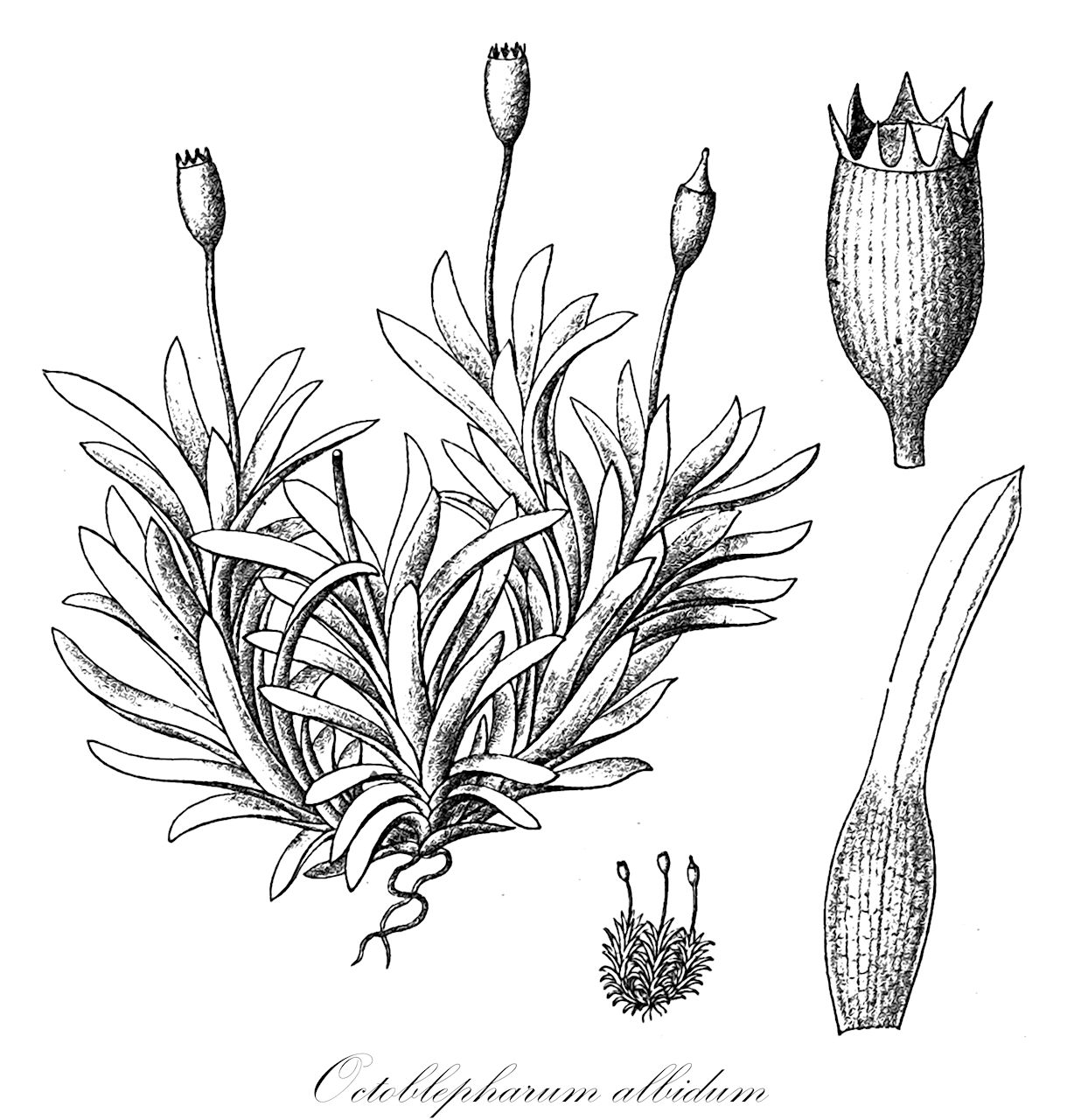 Octoblepharum albidum - Octoblepharaceae,Plantae,Bryobiotina,Bryophyta,Bryopsida,Dicranidae,Dicranales,Octoblepharaceae,Octoblepharum,Octoblepharum albidum,Bryum albidum, Bryum sclerodon, Grimmia albida, Octoblepharum albidum f. longifolium, Octoblepharum albidum var. cuspidatum, Octoblepharum albidum var. violascens, Octoblepharum brevisetum, Octoblepharum cuspidatum, Octoblepharum ekmanii, Octoblepharum exiguum, Octoblepharum longifolium, Octoblepharum minus