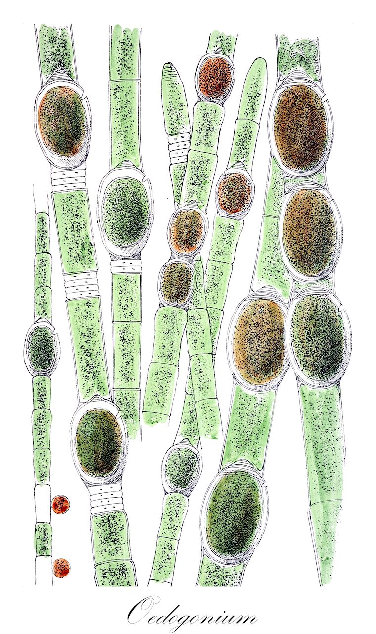 Oedogonium - Oedogoniaceae,Biota,Plantae,Chlorophyta,Chlorophytina,Chlorophyceae,Oedogoniales,Oedogoniaceae,Oedogonium