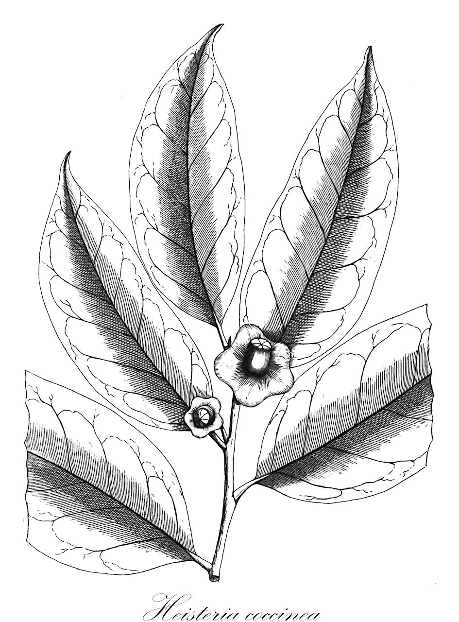 Heisteria coccinea - Olacaceae,Plantae,Pteridobiotina,Angiosperms,Santalales,Olacaceae,Heisteria,Heisteria coccinea,Heisteria guianensis, Rhaptostylum coccineum, Rhaptostylum guianense
