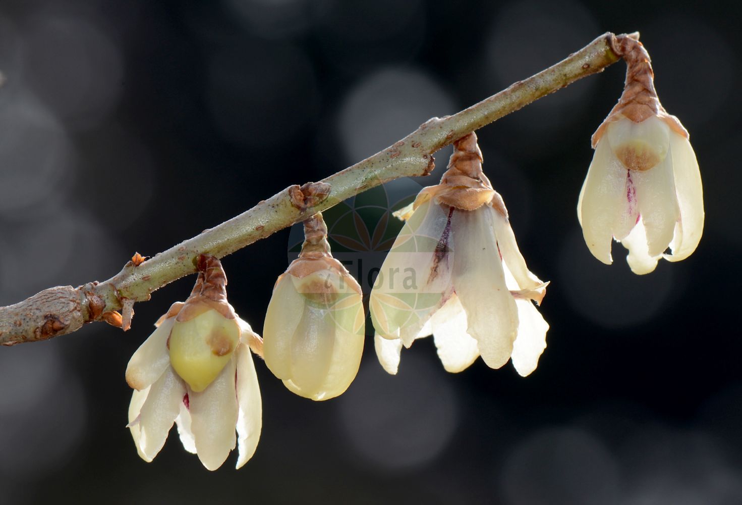 Chionanthus - Oleaceae,Plantae,Pteridobiotina,Angiosperms,Lamiales,Oleaceae,Chionanthus,Bonamica, Ceranthus, Cylindria, Freyeria, Linociera, Majepea, Mayepea, Minutia, Sarlina, Tessarandra, Thouinia