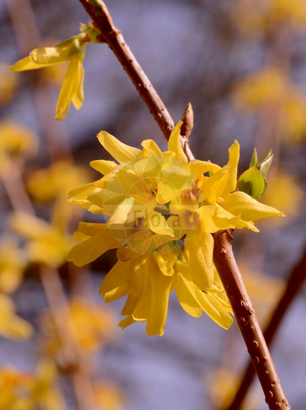 Forsythia europaea - Oleaceae,Plantae,Pteridobiotina,Angiosperms,Lamiales,Oleaceae,Forsythia,Forsythia europaea,Europäische Forsythie;forsythia européen;forsitia europea;форзиция европейская;boshtër;europska forsitija;форзиція європейська;европска форситија