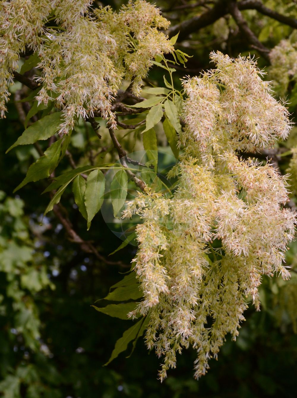 Fraxinus ornus - Oleaceae,Plantae,Pteridobiotina,Angiosperms,Lamiales,Oleaceae,Fraxinus,Fraxinus ornus,Fraxinus montana, Fraxinus ornus f. argentea, Fraxinus ornus subsp. argentea, Fraxinus ornus subsp. rotundifolia, Fraxinus ornus subsp. rotundifolia, Ornus europaea, Ornus ornus,Blumen-Esche;Manna-Esche;Schmuck-Esche;manna ash;flowering ash;Frêne à fleurs;Orne;frêne à manne;arbre à manne;frêne fleuri;frêne orne;ornier;fresno de flor;fresno del maná;fresno florido;fresno oloroso;orno;Frassino da manna;frassino della manna;frassino minore;orniello;avorniello;orno;Persisk klöver;Perzische bereklauw;mannaes;pluimes;freixo-das-flores;freixo-de-folhas-redondas;freixo-do-maná;freixo-orneiro;orneiro;ясень белый;ясень манновый;ясень манный;çiçekli dişbudak;frashër;freixe de flor;crni jasen;jesion mannowy;mali jesen;virágos kőris;jasan zimnář;frasin ornus;mojdrean;jaseň mannový;ясен білоцвітий;мъждрян