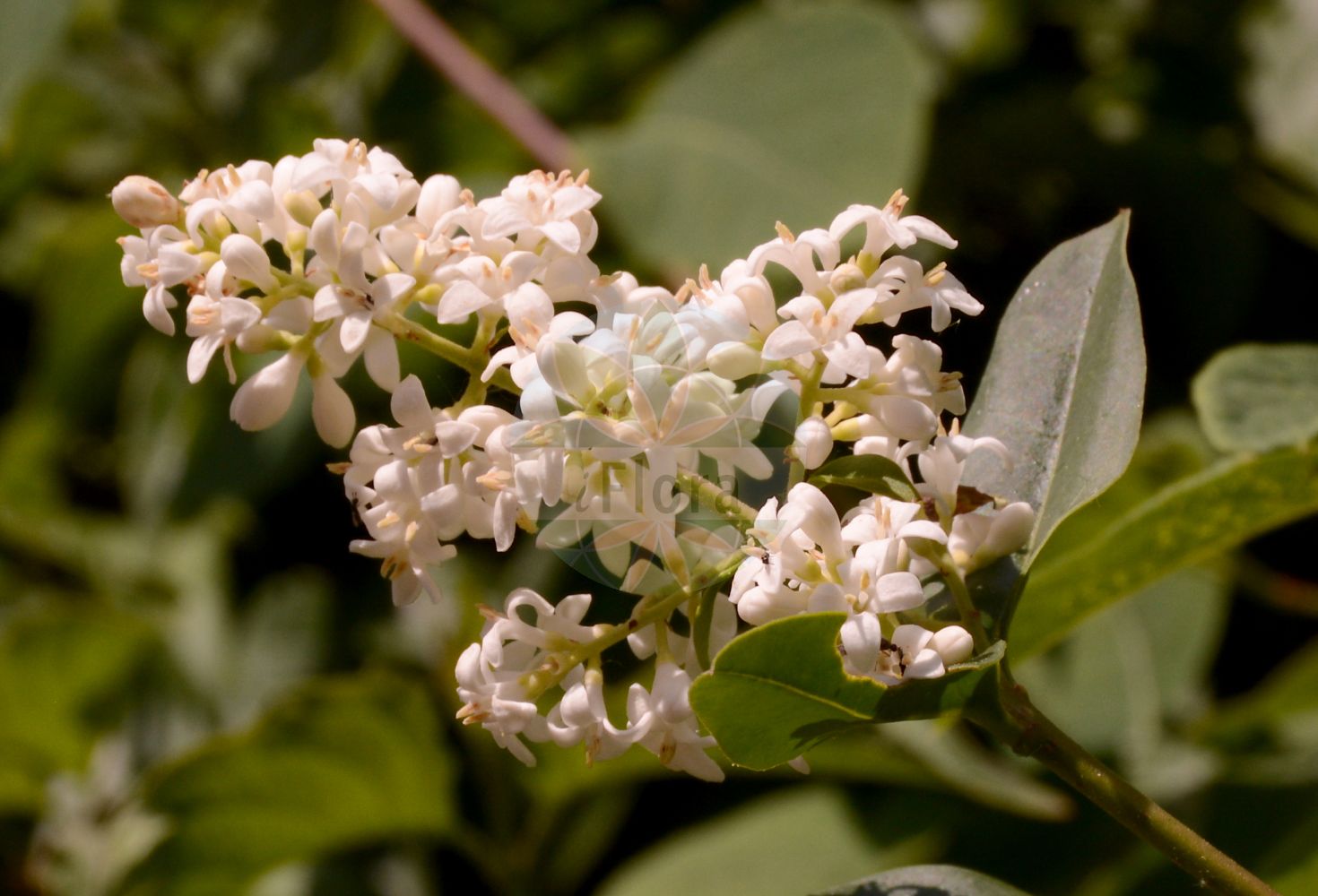 Ligustrum vulgare - Oleaceae,Plantae,Pteridobiotina,Angiosperms,Lamiales,Oleaceae,Ligustrum,Ligustrum vulgare,Ligustrum album, Ligustrum album, Ligustrum angustifolium, Ligustrum decipiens, Ligustrum insulare, Ligustrum insulense, Ligustrum italicum, Ligustrum lodense, Ligustrum oviforme, Ligustrum sempervirens, Ligustrum sempervirens, Ligustrum vicinum, Ligustrum vulgare f. argenteovariegatum, Ligustrum vulgare f. aureovariegatum, Ligustrum vulgare f. aureum, Ligustrum vulgare f. auriflorum, Ligustrum vulgare f. buxifolium, Ligustrum vulgare f. chlorocarpum, Ligustrum vulgare f. densiflorum, Ligustrum vulgare f. flaviflorum, Ligustrum vulgare f. glaucum, Ligustrum vulgare f. leucocarpum, Ligustrum vulgare f. lodense, Ligustrum vulgare f. microphyllum, Ligustrum vulgare f. nanum, Ligustrum vulgare f. pendulum, Ligustrum vulgare f. pyramidale, Ligustrum vulgare f. rupicola, Ligustrum vulgare f. triphyllum, Ligustrum vulgare f. xanthocarpum, Ligustrum vulgare f. xanthocarpum, Ligustrum vulgare subsp. italicum, Ligustrum vulgare unr. nanum, Ligustrum vulgare unr. pendulum, Ligustrum vulgare var. argenteovariegatum, Ligustrum vulgare var. atrovirens, Ligustrum vulgare var. aureovariegatum, Ligustrum vulgare var. aureum, Ligustrum vulgare var. aureum, Ligustrum vulgare var. auriflorum, Ligustrum vulgare var. buxifolium, Ligustrum vulgare var. chlorocarpum, Ligustrum vulgare var. chlorocarpum, Ligustrum vulgare var. coombei, Ligustrum vulgare var. densiflorum, Ligustrum vulgare var. glaucum, Ligustrum vulgare var. glaucum, Ligustrum vulgare var. insulense, Ligustrum vulgare var. italicum, Ligustrum vulgare var. lactiflorum, Ligustrum vulgare var. laurifolium, Ligustrum vulgare var. leucocarpum, Ligustrum vulgare var. macrophyllum, Ligustrum vulgare var. pendulum, Ligustrum vulgare var. pyramidale, Ligustrum vulgare var. pyramidale, Ligustrum vulgare var. rupicola, Ligustrum vulgare var. sempervirens, Ligustrum vulgare var. variegatum, Ligustrum vulgare var. variegatum, Ligustrum vulgare var. xanthocarpum, Ligustrum vulgare var. xanthocarpum, Olea humilis,Gewöhnlicher Liguster;Rainweide;Gemeiner Liguster;Liguster;wild privet;privet;common privet;european privet;Troène vulgaire;troène commun;troène d'Europe;bois noir;fragion;frézillon;meuron;puin;puine;purlin;raisin de chien;sauveignot;sauvillot;trogne;trouille;truffetier;aligustre comun;aligustre común;albeña;aligustre;árbol del paraíso;azahar silvestre;boje;capicuerno;dentisco;legustre;ligustro;malmadurillo;matahombres;olivastro;palillo duro;sanguñera;sebe de jardín;Ligustro comune;ligustro;olivella;wilde liguster;alfaneiro;alfena;alfeneiro;alfenheiro;alfeninheiro;antoninhas;cascafilgueiro;fiafeira;filseira;ligustro;santantoninhas;бирючина обыкновенная;kurtbağrı;voshtër;olivereta;obična kalina;liguster;liguster;navadna kalina;közönséges fagyal;ptačí zob obecný;lemn cainesc;zob vtáčí;бирючина звичайна;обикновено птиче грозде
