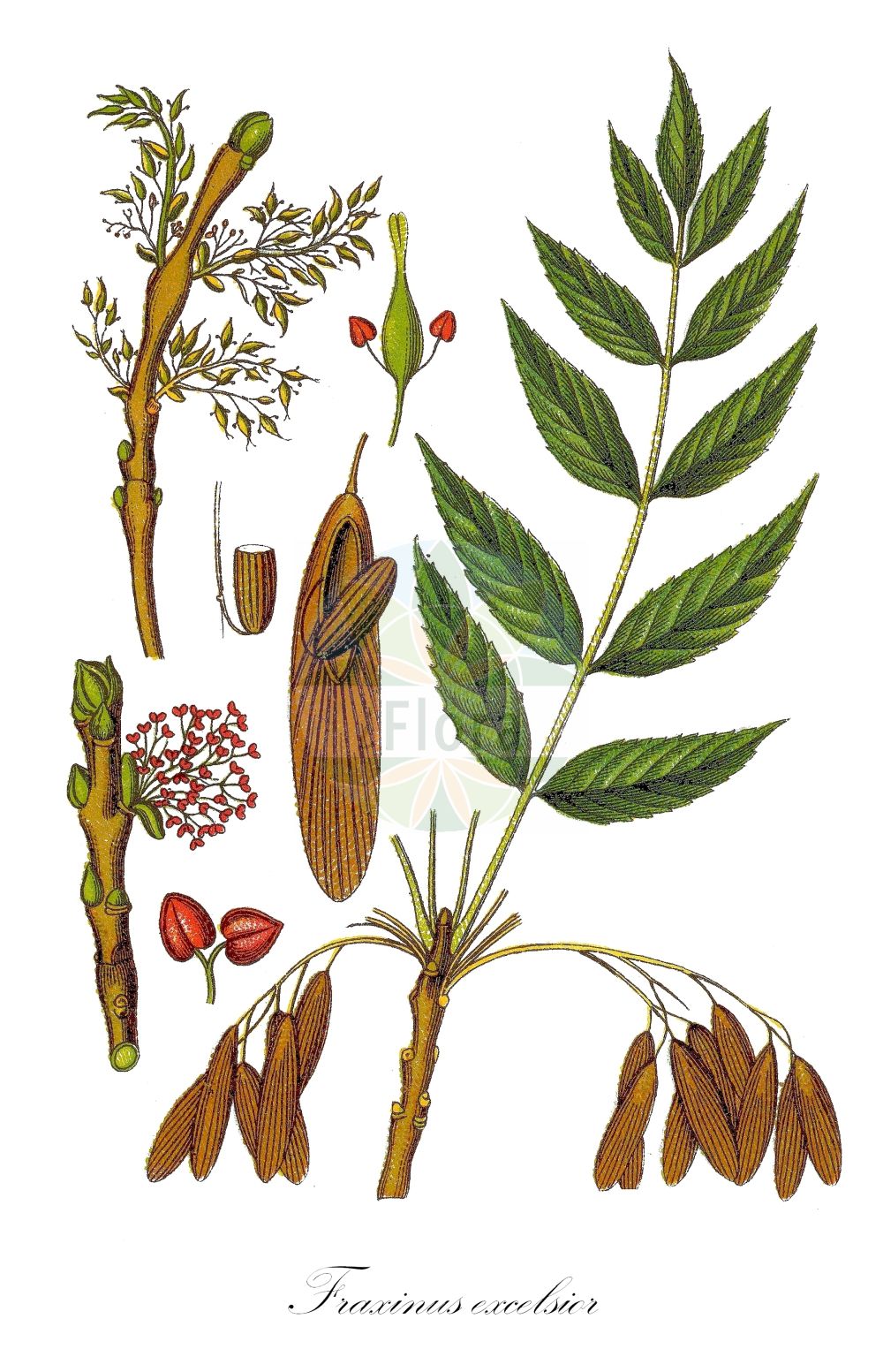 Fraxinus excelsior - Oleaceae,Plantae,Pteridobiotina,Angiosperms,Lamiales,Oleaceae,Fraxinus,Fraxinus excelsior,Fraxinus excelsior f. aureopunctata, Fraxinus excelsior f. paniculata, Fraxinus excelsior var. communis, Fraxinus excelsior var. heterophylla, Fraxinus excelsior var. monophylla, Fraxinus pendula, Fraxinus striata, Fraxinus stricta, Fraxinus verrucosa,Gewöhnliche Esche;Edel-Esche;Gemeine Esche;ash;common ash;european ash;Frêne commun;frêne élevé;frêne à feuilles aiguës;gaïac des Allemands;grand frêne;langue d'oiseau;quinquina d'Europe;fresno comun;fresno común;flagino;flaxino;fragen;fragino;fraxin;fresno;fresno de hoja ancha;fresno de Vizcaya;fresno elevado;fresno europeo;fresno norteño;frexo;Frassino comune;frassino maggiore;Perzische klaver;gewoone es;gewone es;freixo-centro-europeu;freixo-europeu;freixo-vulgar;ясень обыкновенный;dişbudak;freshër;freixe de fulla gran;bijeli jasen;Perzische eik;vanlig ask;ask;ask;jesion wyniosły;veliki jesen;magas kőris;jasan ztepilý;frasin comun;frasin european;jaseň štíhly;ясен звичайний;планински ясен;harilik saar;parastais osis;ask;lehtosaarni;бели јасен;paprastasis uosis;φράξος