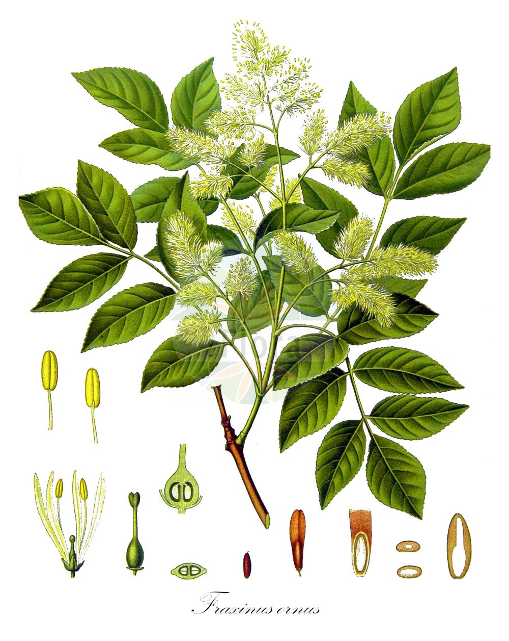 Fraxinus ornus - Oleaceae,Plantae,Pteridobiotina,Angiosperms,Lamiales,Oleaceae,Fraxinus,Fraxinus ornus,Fraxinus montana, Fraxinus ornus f. argentea, Fraxinus ornus subsp. argentea, Fraxinus ornus subsp. rotundifolia, Fraxinus ornus subsp. rotundifolia, Ornus europaea, Ornus ornus,Blumen-Esche;Manna-Esche;Schmuck-Esche;manna ash;flowering ash;Frêne à fleurs;Orne;frêne à manne;arbre à manne;frêne fleuri;frêne orne;ornier;fresno de flor;fresno del maná;fresno florido;fresno oloroso;orno;Frassino da manna;frassino della manna;frassino minore;orniello;avorniello;orno;Persisk klöver;Perzische bereklauw;mannaes;pluimes;freixo-das-flores;freixo-de-folhas-redondas;freixo-do-maná;freixo-orneiro;orneiro;ясень белый;ясень манновый;ясень манный;çiçekli dişbudak;frashër;freixe de flor;crni jasen;jesion mannowy;mali jesen;virágos kőris;jasan zimnář;frasin ornus;mojdrean;jaseň mannový;ясен білоцвітий;мъждрян