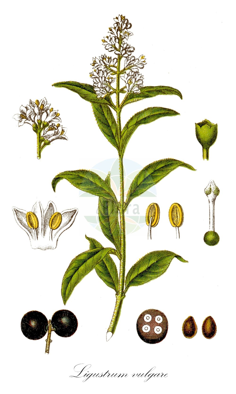 Ligustrum vulgare - Oleaceae,Plantae,Pteridobiotina,Angiosperms,Lamiales,Oleaceae,Ligustrum,Ligustrum vulgare,Ligustrum album, Ligustrum album, Ligustrum angustifolium, Ligustrum decipiens, Ligustrum insulare, Ligustrum insulense, Ligustrum italicum, Ligustrum lodense, Ligustrum oviforme, Ligustrum sempervirens, Ligustrum sempervirens, Ligustrum vicinum, Ligustrum vulgare f. argenteovariegatum, Ligustrum vulgare f. aureovariegatum, Ligustrum vulgare f. aureum, Ligustrum vulgare f. auriflorum, Ligustrum vulgare f. buxifolium, Ligustrum vulgare f. chlorocarpum, Ligustrum vulgare f. densiflorum, Ligustrum vulgare f. flaviflorum, Ligustrum vulgare f. glaucum, Ligustrum vulgare f. leucocarpum, Ligustrum vulgare f. lodense, Ligustrum vulgare f. microphyllum, Ligustrum vulgare f. nanum, Ligustrum vulgare f. pendulum, Ligustrum vulgare f. pyramidale, Ligustrum vulgare f. rupicola, Ligustrum vulgare f. triphyllum, Ligustrum vulgare f. xanthocarpum, Ligustrum vulgare f. xanthocarpum, Ligustrum vulgare subsp. italicum, Ligustrum vulgare unr. nanum, Ligustrum vulgare unr. pendulum, Ligustrum vulgare var. argenteovariegatum, Ligustrum vulgare var. atrovirens, Ligustrum vulgare var. aureovariegatum, Ligustrum vulgare var. aureum, Ligustrum vulgare var. aureum, Ligustrum vulgare var. auriflorum, Ligustrum vulgare var. buxifolium, Ligustrum vulgare var. chlorocarpum, Ligustrum vulgare var. chlorocarpum, Ligustrum vulgare var. coombei, Ligustrum vulgare var. densiflorum, Ligustrum vulgare var. glaucum, Ligustrum vulgare var. glaucum, Ligustrum vulgare var. insulense, Ligustrum vulgare var. italicum, Ligustrum vulgare var. lactiflorum, Ligustrum vulgare var. laurifolium, Ligustrum vulgare var. leucocarpum, Ligustrum vulgare var. macrophyllum, Ligustrum vulgare var. pendulum, Ligustrum vulgare var. pyramidale, Ligustrum vulgare var. pyramidale, Ligustrum vulgare var. rupicola, Ligustrum vulgare var. sempervirens, Ligustrum vulgare var. variegatum, Ligustrum vulgare var. variegatum, Ligustrum vulgare var. xanthocarpum, Ligustrum vulgare var. xanthocarpum, Olea humilis,Gewöhnlicher Liguster;Rainweide;Gemeiner Liguster;Liguster;wild privet;privet;common privet;european privet;Troène vulgaire;troène commun;troène d'Europe;bois noir;fragion;frézillon;meuron;puin;puine;purlin;raisin de chien;sauveignot;sauvillot;trogne;trouille;truffetier;aligustre comun;aligustre común;albeña;aligustre;árbol del paraíso;azahar silvestre;boje;capicuerno;dentisco;legustre;ligustro;malmadurillo;matahombres;olivastro;palillo duro;sanguñera;sebe de jardín;Ligustro comune;ligustro;olivella;wilde liguster;alfaneiro;alfena;alfeneiro;alfenheiro;alfeninheiro;antoninhas;cascafilgueiro;fiafeira;filseira;ligustro;santantoninhas;бирючина обыкновенная;kurtbağrı;voshtër;olivereta;obična kalina;liguster;liguster;navadna kalina;közönséges fagyal;ptačí zob obecný;lemn cainesc;zob vtáčí;бирючина звичайна;обикновено птиче грозде