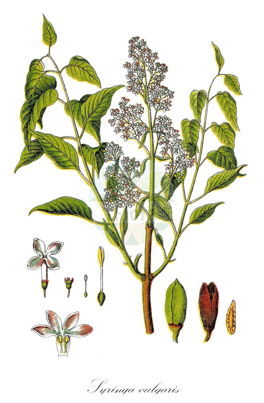 Syringa vulgaris - Oleaceae,Plantae,Pteridobiotina,Angiosperms,Lamiales,Oleaceae,Syringa,Syringa vulgaris,Lilac caerulea, Lilac cordato-folia, Lilac suaveolens, Lilac vulgaris, Lilac vulgaris var. alba, Lilac vulgaris var. coerulea, Lilac vulgaris var. purpurea, Lilac vulgaris var. violacea, Liliacum album, Liliacum vulgare, Syringa alba, Syringa albiflora, Syringa amoena, Syringa bicolor, Syringa caerulea, Syringa carlsruhensis, Syringa cordifolia, Syringa cordifolia var. alba, Syringa cordifolia var. caerulescens, Syringa cordifolia var. purpurascens, Syringa latifolia, Syringa lilac, Syringa lilac, Syringa lilac var. alba, Syringa lilac var. purpurea, Syringa lilac var. violacea, Syringa marliensis, Syringa nigricans, Syringa notgeri, Syringa philemon, Syringa rhodopea, Syringa versaliensis, Syringa virginalis, Syringa vulgaris f. alba, Syringa vulgaris f. albipleniflora, Syringa vulgaris f. coerulea, Syringa vulgaris f. plena, Syringa vulgaris f. purpurea, Syringa vulgaris f. violacea, Syringa vulgaris unr. duplex, Syringa vulgaris unr. plena, Syringa vulgaris var. alba, Syringa vulgaris var. alba, Syringa vulgaris var. albiflora, Syringa vulgaris var. albiflora, Syringa vulgaris var. caerulea, Syringa vulgaris var. caerulea, Syringa vulgaris var. caroli, Syringa vulgaris var. coerulea, Syringa vulgaris var. colmariensis, Syringa vulgaris var. lilacina, Syringa vulgaris var. macrantha, Syringa vulgaris var. marlyensis, Syringa vulgaris var. media, Syringa vulgaris var. plena, Syringa vulgaris var. pulchella, Syringa vulgaris var. purpurea, Syringa vulgaris var. purpurea, Syringa vulgaris var. regia, Syringa vulgaris var. rhotomagensis, Syringa vulgaris var. rubra, Syringa vulgaris var. rubramaxima, Syringa vulgaris var. semiplena, Syringa vulgaris var. sibbirica, Syringa vulgaris var. transsilvanica, Syringa vulgaris var. violacea, Syringa vulgaris var. virginalis,Gewöhnlicher Flieder;Garten-Flieder;Balkan-Flieder;Flieder;lilac;common lilac;Lilas;lilas commun;lilas vulgaire;lila comun;lila común;cinamoma;lila;lilar;lilo;Lillà;Serenella;lilla comune;siringa lilla;fior di maggio;overblijvende rapistrum;gewoone sering;gewone sering;lilás;lilás-da-pérsia;lilaz-branco;lilazeiro;lilaz-roxo;сирень обыкновенная;jargavan;obični jorgovan;overblijvend bingelkruid;vanlig syren;almindelig syren;syren;lilak pospolity;murasaki-hashidoi;ムラサキハシドイ;lipovka;španski bezeg;májusi orgona;šeřík obecný;liliac;liliac carpatin;orgován obyčajný;бузок звичайний;обикнлвен люляк;harilik sirel;parastais ceriņš;syrin;lehtosaarni;paprastosios alyvos