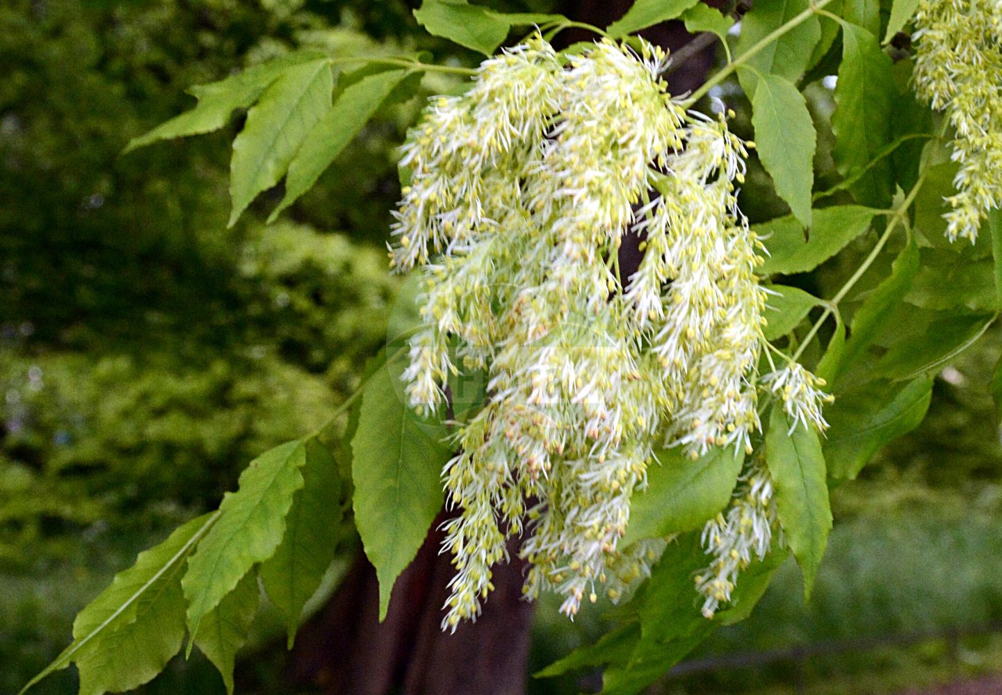 Fraxinus ornus - Oleaceae,Plantae,Pteridobiotina,Angiosperms,Lamiales,Oleaceae,Fraxinus,Fraxinus ornus,Fraxinus montana, Fraxinus ornus f. argentea, Fraxinus ornus subsp. argentea, Fraxinus ornus subsp. rotundifolia, Fraxinus ornus subsp. rotundifolia, Ornus europaea, Ornus ornus,Blumen-Esche;Manna-Esche;Schmuck-Esche;manna ash;flowering ash;Frêne à fleurs;Orne;frêne à manne;arbre à manne;frêne fleuri;frêne orne;ornier;fresno de flor;fresno del maná;fresno florido;fresno oloroso;orno;Frassino da manna;frassino della manna;frassino minore;orniello;avorniello;orno;Persisk klöver;Perzische bereklauw;mannaes;pluimes;freixo-das-flores;freixo-de-folhas-redondas;freixo-do-maná;freixo-orneiro;orneiro;ясень белый;ясень манновый;ясень манный;çiçekli dişbudak;frashër;freixe de flor;crni jasen;jesion mannowy;mali jesen;virágos kőris;jasan zimnář;frasin ornus;mojdrean;jaseň mannový;ясен білоцвітий;мъждрян