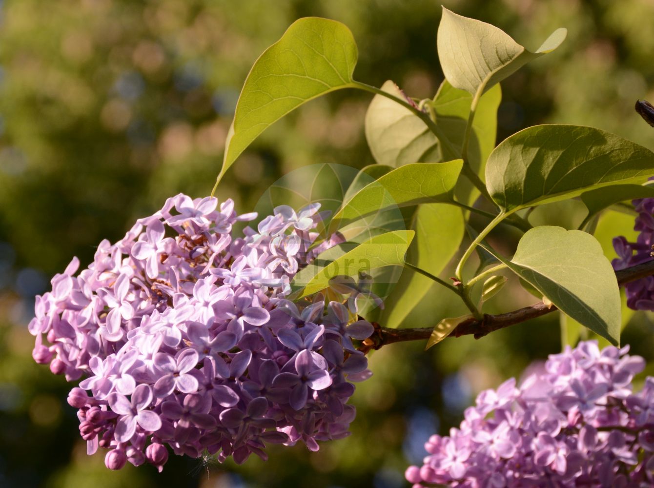 Syringa vulgaris - Oleaceae,Plantae,Pteridobiotina,Angiosperms,Lamiales,Oleaceae,Syringa,Syringa vulgaris,Lilac caerulea, Lilac cordato-folia, Lilac suaveolens, Lilac vulgaris, Lilac vulgaris var. alba, Lilac vulgaris var. coerulea, Lilac vulgaris var. purpurea, Lilac vulgaris var. violacea, Liliacum album, Liliacum vulgare, Syringa alba, Syringa albiflora, Syringa amoena, Syringa bicolor, Syringa caerulea, Syringa carlsruhensis, Syringa cordifolia, Syringa cordifolia var. alba, Syringa cordifolia var. caerulescens, Syringa cordifolia var. purpurascens, Syringa latifolia, Syringa lilac, Syringa lilac, Syringa lilac var. alba, Syringa lilac var. purpurea, Syringa lilac var. violacea, Syringa marliensis, Syringa nigricans, Syringa notgeri, Syringa philemon, Syringa rhodopea, Syringa versaliensis, Syringa virginalis, Syringa vulgaris f. alba, Syringa vulgaris f. albipleniflora, Syringa vulgaris f. coerulea, Syringa vulgaris f. plena, Syringa vulgaris f. purpurea, Syringa vulgaris f. violacea, Syringa vulgaris unr. duplex, Syringa vulgaris unr. plena, Syringa vulgaris var. alba, Syringa vulgaris var. alba, Syringa vulgaris var. albiflora, Syringa vulgaris var. albiflora, Syringa vulgaris var. caerulea, Syringa vulgaris var. caerulea, Syringa vulgaris var. caroli, Syringa vulgaris var. coerulea, Syringa vulgaris var. colmariensis, Syringa vulgaris var. lilacina, Syringa vulgaris var. macrantha, Syringa vulgaris var. marlyensis, Syringa vulgaris var. media, Syringa vulgaris var. plena, Syringa vulgaris var. pulchella, Syringa vulgaris var. purpurea, Syringa vulgaris var. purpurea, Syringa vulgaris var. regia, Syringa vulgaris var. rhotomagensis, Syringa vulgaris var. rubra, Syringa vulgaris var. rubramaxima, Syringa vulgaris var. semiplena, Syringa vulgaris var. sibbirica, Syringa vulgaris var. transsilvanica, Syringa vulgaris var. violacea, Syringa vulgaris var. virginalis,Gewöhnlicher Flieder;Garten-Flieder;Balkan-Flieder;Flieder;lilac;common lilac;Lilas;lilas commun;lilas vulgaire;lila comun;lila común;cinamoma;lila;lilar;lilo;Lillà;Serenella;lilla comune;siringa lilla;fior di maggio;overblijvende rapistrum;gewoone sering;gewone sering;lilás;lilás-da-pérsia;lilaz-branco;lilazeiro;lilaz-roxo;сирень обыкновенная;jargavan;obični jorgovan;overblijvend bingelkruid;vanlig syren;almindelig syren;syren;lilak pospolity;murasaki-hashidoi;ムラサキハシドイ;lipovka;španski bezeg;májusi orgona;šeřík obecný;liliac;liliac carpatin;orgován obyčajný;бузок звичайний;обикнлвен люляк;harilik sirel;parastais ceriņš;syrin;lehtosaarni;paprastosios alyvos