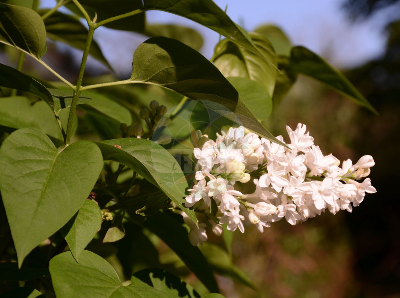 Syringa vulgaris - Oleaceae,Plantae,Pteridobiotina,Angiosperms,Lamiales,Oleaceae,Syringa,Syringa vulgaris,Lilac caerulea, Lilac cordato-folia, Lilac suaveolens, Lilac vulgaris, Lilac vulgaris var. alba, Lilac vulgaris var. coerulea, Lilac vulgaris var. purpurea, Lilac vulgaris var. violacea, Liliacum album, Liliacum vulgare, Syringa alba, Syringa albiflora, Syringa amoena, Syringa bicolor, Syringa caerulea, Syringa carlsruhensis, Syringa cordifolia, Syringa cordifolia var. alba, Syringa cordifolia var. caerulescens, Syringa cordifolia var. purpurascens, Syringa latifolia, Syringa lilac, Syringa lilac, Syringa lilac var. alba, Syringa lilac var. purpurea, Syringa lilac var. violacea, Syringa marliensis, Syringa nigricans, Syringa notgeri, Syringa philemon, Syringa rhodopea, Syringa versaliensis, Syringa virginalis, Syringa vulgaris f. alba, Syringa vulgaris f. albipleniflora, Syringa vulgaris f. coerulea, Syringa vulgaris f. plena, Syringa vulgaris f. purpurea, Syringa vulgaris f. violacea, Syringa vulgaris unr. duplex, Syringa vulgaris unr. plena, Syringa vulgaris var. alba, Syringa vulgaris var. alba, Syringa vulgaris var. albiflora, Syringa vulgaris var. albiflora, Syringa vulgaris var. caerulea, Syringa vulgaris var. caerulea, Syringa vulgaris var. caroli, Syringa vulgaris var. coerulea, Syringa vulgaris var. colmariensis, Syringa vulgaris var. lilacina, Syringa vulgaris var. macrantha, Syringa vulgaris var. marlyensis, Syringa vulgaris var. media, Syringa vulgaris var. plena, Syringa vulgaris var. pulchella, Syringa vulgaris var. purpurea, Syringa vulgaris var. purpurea, Syringa vulgaris var. regia, Syringa vulgaris var. rhotomagensis, Syringa vulgaris var. rubra, Syringa vulgaris var. rubramaxima, Syringa vulgaris var. semiplena, Syringa vulgaris var. sibbirica, Syringa vulgaris var. transsilvanica, Syringa vulgaris var. violacea, Syringa vulgaris var. virginalis,Gewöhnlicher Flieder;Garten-Flieder;Balkan-Flieder;Flieder;lilac;common lilac;Lilas;lilas commun;lilas vulgaire;lila comun;lila común;cinamoma;lila;lilar;lilo;Lillà;Serenella;lilla comune;siringa lilla;fior di maggio;overblijvende rapistrum;gewoone sering;gewone sering;lilás;lilás-da-pérsia;lilaz-branco;lilazeiro;lilaz-roxo;сирень обыкновенная;jargavan;obični jorgovan;overblijvend bingelkruid;vanlig syren;almindelig syren;syren;lilak pospolity;murasaki-hashidoi;ムラサキハシドイ;lipovka;španski bezeg;májusi orgona;šeřík obecný;liliac;liliac carpatin;orgován obyčajný;бузок звичайний;обикнлвен люляк;harilik sirel;parastais ceriņš;syrin;lehtosaarni;paprastosios alyvos