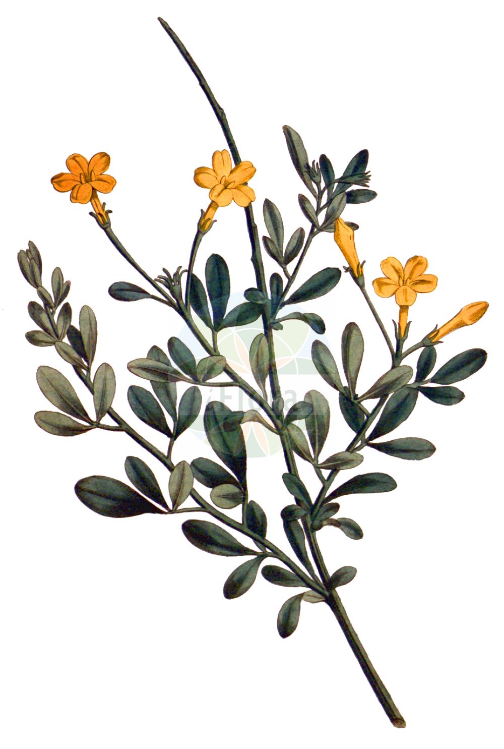 Chrysojasminum fruticans - Oleaceae,Plantae,Pteridobiotina,Angiosperms,Lamiales,Oleaceae,Chrysojasminum,Chrysojasminum fruticans,Jasminum collinum, Jasminum frutescens, Jasminum fruticans, Jasminum fruticans subsp. mariae, Jasminum fruticans var. mariae, Jasminum fruticans var. simplicifolium, Jasminum fruticans var. speciosum, Jasminum fruticans var. syriacum, Jasminum fruticosum, Jasminum heterophyllum, Jasminum humile, Jasminum luteum, Jasminum mariae, Jasminum syriacum,Strauchiger Jasmin;Strauch-Jasmin;Jasmin buissonnant;jasmin jaune;jasmin arbrisseau;jasmin sauvage;aceiteras;bojecillo;herba de la dolor de muelas;jazmín amarillo;jazmín de España;jazmín de monte;jazmín pajizo;jazmín silvestre;palillera;somedio;varetillas de chifla;varitas de San José;Gelsomino giallo;gelsomino frutescente;gelsomino comune;peer-lijsterbes;struikjasmijn;escobajo;galinha-gorda;giestó;jasmim-do-monte;jasmineiro-do-campo;jasmineiro-do-monte;жасмин жёлтый;жасмин кустарниковый;boruk;jasemin;gessamí groc;llesami groc;žuti jasmin;rumeni jasmin;iasomie sălbatică;жасмін кущовий;храстовиден хрищел;жбунасти јасмин;yasmin sichani;יַסְמִין שִׂיחָנִי