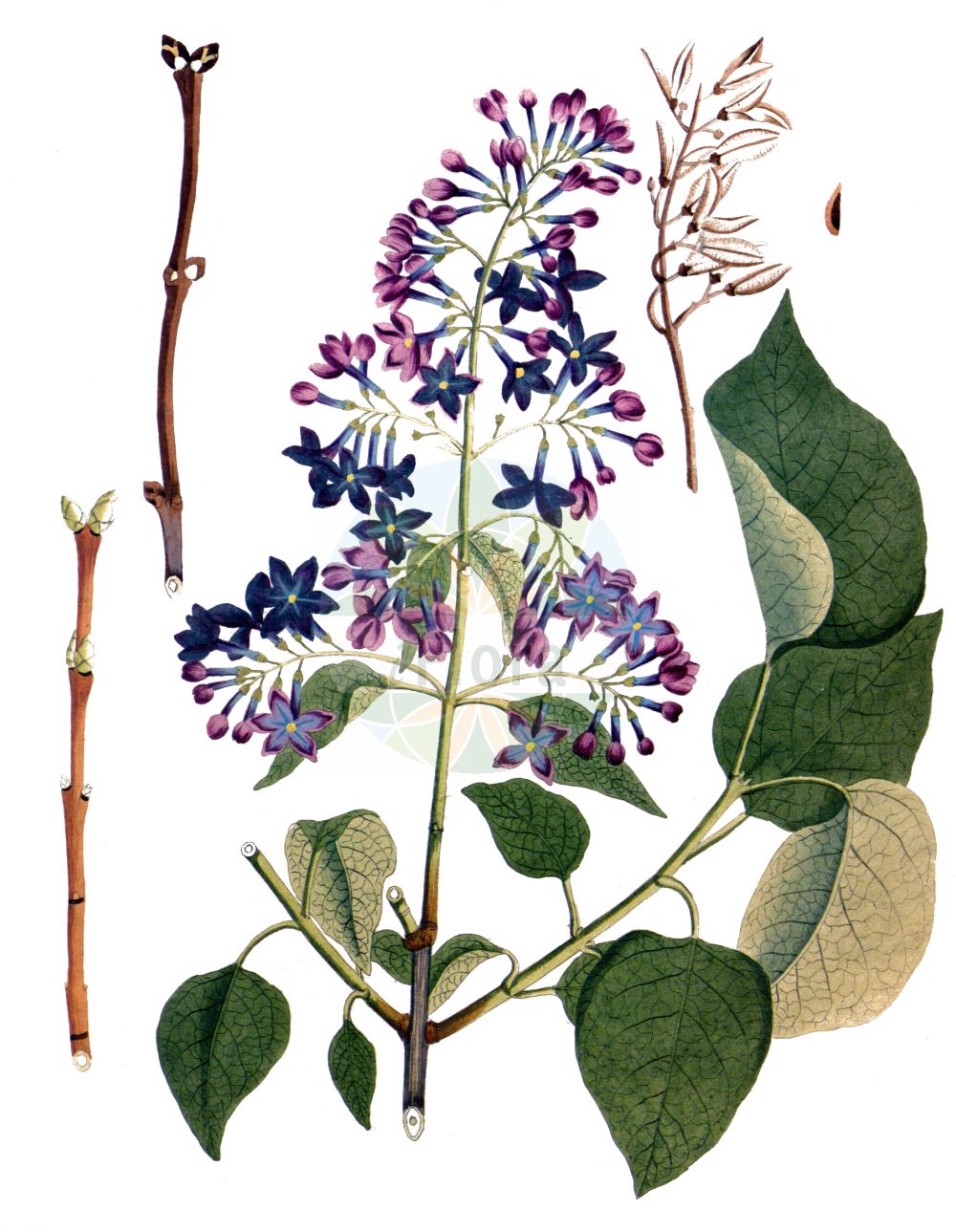 Syringa vulgaris - Oleaceae,Plantae,Pteridobiotina,Angiosperms,Lamiales,Oleaceae,Syringa,Syringa vulgaris,Lilac caerulea, Lilac cordato-folia, Lilac suaveolens, Lilac vulgaris, Lilac vulgaris var. alba, Lilac vulgaris var. coerulea, Lilac vulgaris var. purpurea, Lilac vulgaris var. violacea, Liliacum album, Liliacum vulgare, Syringa alba, Syringa albiflora, Syringa amoena, Syringa bicolor, Syringa caerulea, Syringa carlsruhensis, Syringa cordifolia, Syringa cordifolia var. alba, Syringa cordifolia var. caerulescens, Syringa cordifolia var. purpurascens, Syringa latifolia, Syringa lilac, Syringa lilac, Syringa lilac var. alba, Syringa lilac var. purpurea, Syringa lilac var. violacea, Syringa marliensis, Syringa nigricans, Syringa notgeri, Syringa philemon, Syringa rhodopea, Syringa versaliensis, Syringa virginalis, Syringa vulgaris f. alba, Syringa vulgaris f. albipleniflora, Syringa vulgaris f. coerulea, Syringa vulgaris f. plena, Syringa vulgaris f. purpurea, Syringa vulgaris f. violacea, Syringa vulgaris unr. duplex, Syringa vulgaris unr. plena, Syringa vulgaris var. alba, Syringa vulgaris var. alba, Syringa vulgaris var. albiflora, Syringa vulgaris var. albiflora, Syringa vulgaris var. caerulea, Syringa vulgaris var. caerulea, Syringa vulgaris var. caroli, Syringa vulgaris var. coerulea, Syringa vulgaris var. colmariensis, Syringa vulgaris var. lilacina, Syringa vulgaris var. macrantha, Syringa vulgaris var. marlyensis, Syringa vulgaris var. media, Syringa vulgaris var. plena, Syringa vulgaris var. pulchella, Syringa vulgaris var. purpurea, Syringa vulgaris var. purpurea, Syringa vulgaris var. regia, Syringa vulgaris var. rhotomagensis, Syringa vulgaris var. rubra, Syringa vulgaris var. rubramaxima, Syringa vulgaris var. semiplena, Syringa vulgaris var. sibbirica, Syringa vulgaris var. transsilvanica, Syringa vulgaris var. violacea, Syringa vulgaris var. virginalis,Gewöhnlicher Flieder;Garten-Flieder;Balkan-Flieder;Flieder;lilac;common lilac;Lilas;lilas commun;lilas vulgaire;lila comun;lila común;cinamoma;lila;lilar;lilo;Lillà;Serenella;lilla comune;siringa lilla;fior di maggio;overblijvende rapistrum;gewoone sering;gewone sering;lilás;lilás-da-pérsia;lilaz-branco;lilazeiro;lilaz-roxo;сирень обыкновенная;jargavan;obični jorgovan;overblijvend bingelkruid;vanlig syren;almindelig syren;syren;lilak pospolity;murasaki-hashidoi;ムラサキハシドイ;lipovka;španski bezeg;májusi orgona;šeřík obecný;liliac;liliac carpatin;orgován obyčajný;бузок звичайний;обикнлвен люляк;harilik sirel;parastais ceriņš;syrin;lehtosaarni;paprastosios alyvos