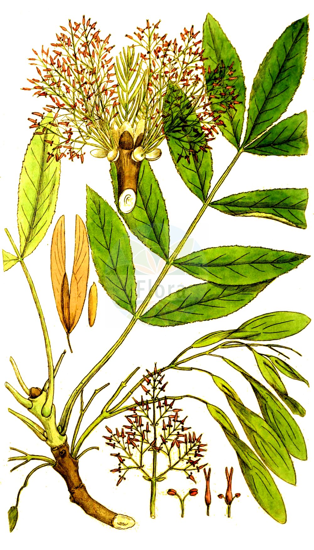 Fraxinus excelsior - Oleaceae,Plantae,Pteridobiotina,Angiosperms,Lamiales,Oleaceae,Fraxinus,Fraxinus excelsior,Fraxinus excelsior f. aureopunctata, Fraxinus excelsior f. paniculata, Fraxinus excelsior var. communis, Fraxinus excelsior var. heterophylla, Fraxinus excelsior var. monophylla, Fraxinus pendula, Fraxinus striata, Fraxinus stricta, Fraxinus verrucosa,Gewöhnliche Esche;Edel-Esche;Gemeine Esche;ash;common ash;european ash;Frêne commun;frêne élevé;frêne à feuilles aiguës;gaïac des Allemands;grand frêne;langue d'oiseau;quinquina d'Europe;fresno comun;fresno común;flagino;flaxino;fragen;fragino;fraxin;fresno;fresno de hoja ancha;fresno de Vizcaya;fresno elevado;fresno europeo;fresno norteño;frexo;Frassino comune;frassino maggiore;Perzische klaver;gewoone es;gewone es;freixo-centro-europeu;freixo-europeu;freixo-vulgar;ясень обыкновенный;dişbudak;freshër;freixe de fulla gran;bijeli jasen;Perzische eik;vanlig ask;ask;ask;jesion wyniosły;veliki jesen;magas kőris;jasan ztepilý;frasin comun;frasin european;jaseň štíhly;ясен звичайний;планински ясен;harilik saar;parastais osis;ask;lehtosaarni;бели јасен;paprastasis uosis;φράξος