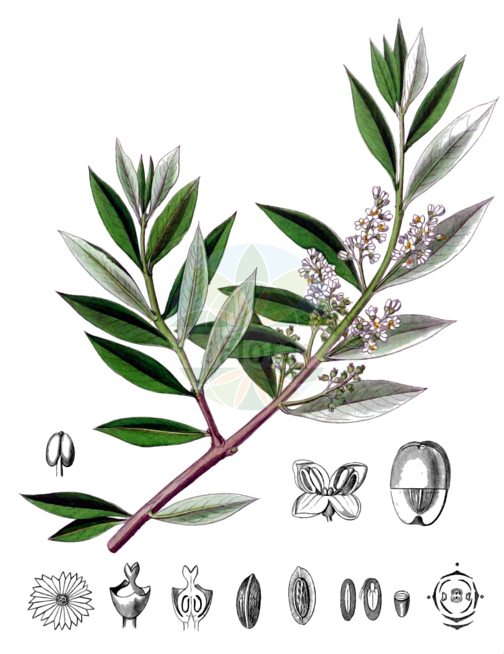 Olea europaea - Oleaceae,Plantae,Pteridobiotina,Angiosperms,Lamiales,Oleaceae,Olea,Olea europaea,Olea europaea var. sylvestris, Olea pallida, Olea sativa,Ölbaum;Oelbaum;Olivenbaum;Olivier;olivier d'Afrique;olivier d'Europe;olivo;aceituna;olivo africano;olivera;Olivo;olivio africano;ulivo;olijfboom;olijf;oliveira;oliveira-africana;маслина европейская;олива европейская;zeytin;ulli;oliu;olivera;maslina;afrikansk olivträd;gulbladig oliv;olivträd;drzewo oliwne;oliwka europejska;oliwka uprawna;oliwnik europejski;oriibu;オリーブ;navadna oljka;маслина європейська;маслина;zayit eiroppi;זַיִת אֵירוֹפִּי;zaytûn;زيتون;ελαία ευρωπαϊκή;yóu gǎn lǎn;油橄榄