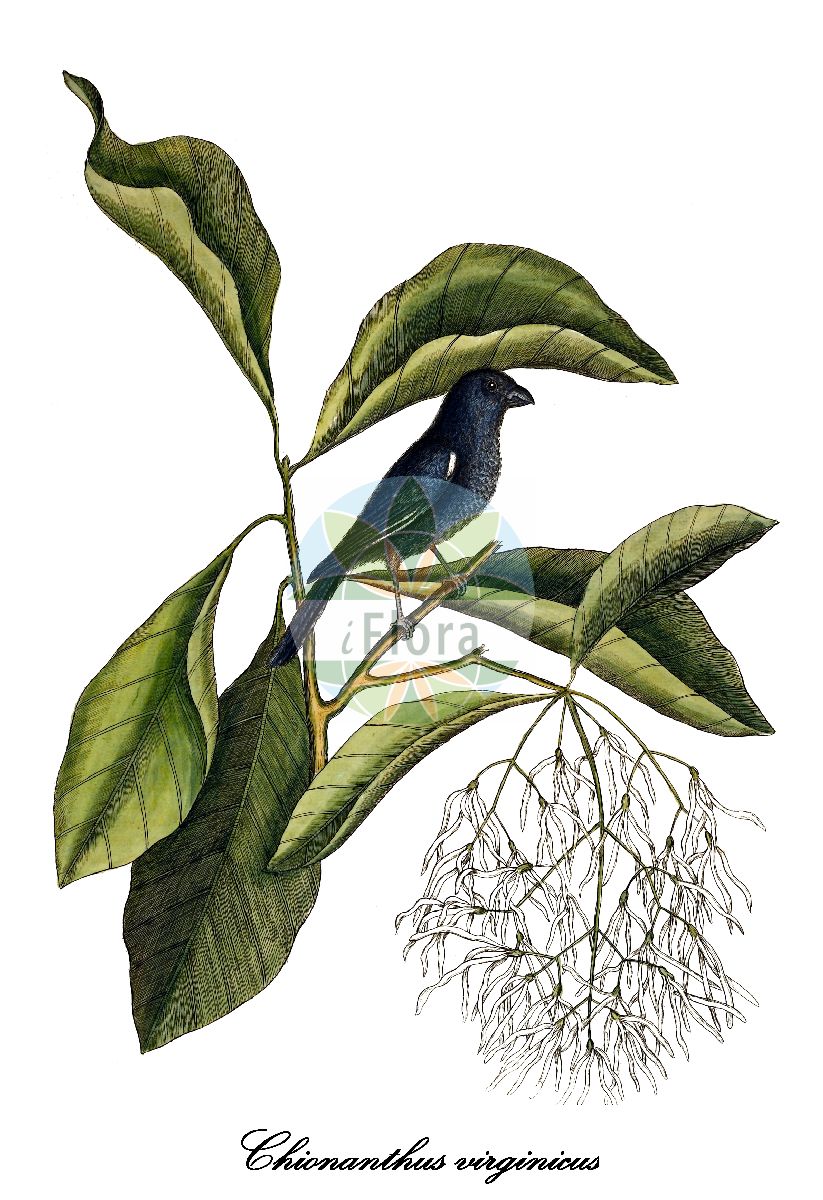 Chionanthus virginicus - Oleaceae,Plantae,Pteridobiotina,Angiosperms,Lamiales,Oleaceae,Chionanthus,Chionanthus virginicus,Chionanthus angustifolius, Chionanthus cotinifolius, Chionanthus fragrans, Chionanthus heterophylus, Chionanthus latifolius, Chionanthus longifolius, Chionanthus luteus, Chionanthus maritimus, Chionanthus montanus, Chionanthus obovatus, Chionanthus roseus, Chionanthus trifidus, Chionanthus triflorus, Chionanthus vernalis, Chionanthus vernus, Chionanthus virginicus subsp. maritimus, Chionanthus virginicus var. angustifolius, Chionanthus virginicus var. latifolius, Chionanthus virginicus var. maritimus, Chionanthus virginicus var. montanus, Chionanthus zeylanicus, Ligustrum cotinifolium, Linociera cotinifolia,Virginischer Schneeflockenstrauch