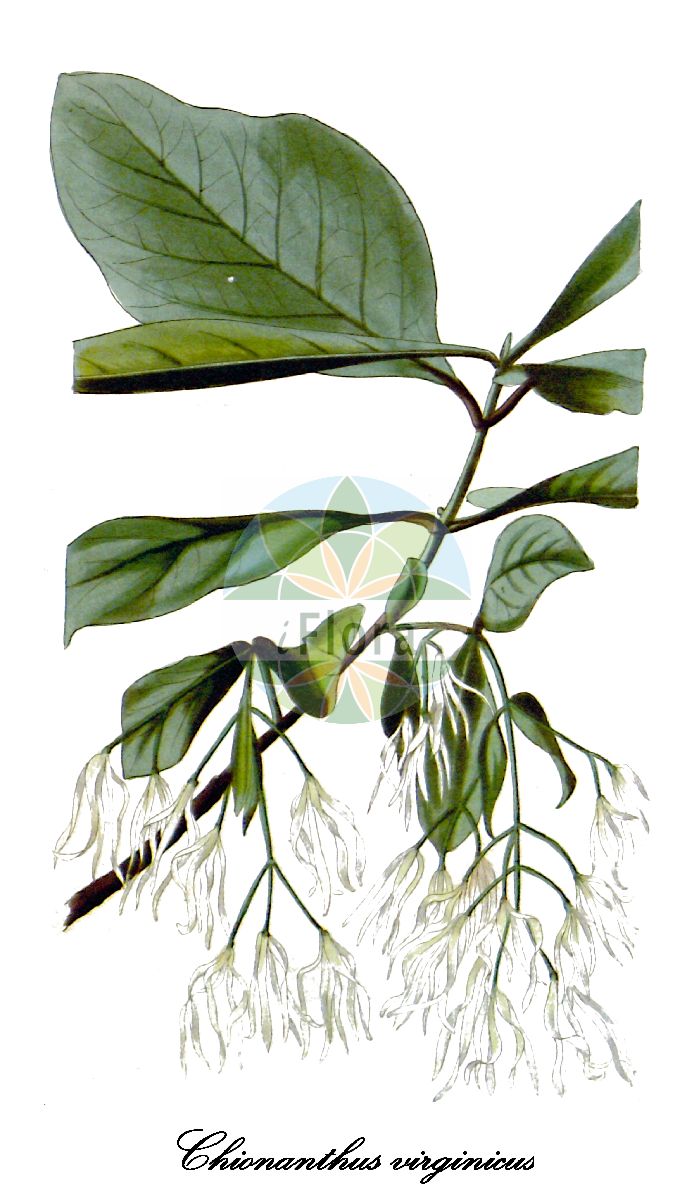 Chionanthus virginicus - Oleaceae,Plantae,Pteridobiotina,Angiosperms,Lamiales,Oleaceae,Chionanthus,Chionanthus virginicus,Chionanthus angustifolius, Chionanthus cotinifolius, Chionanthus fragrans, Chionanthus heterophylus, Chionanthus latifolius, Chionanthus longifolius, Chionanthus luteus, Chionanthus maritimus, Chionanthus montanus, Chionanthus obovatus, Chionanthus roseus, Chionanthus trifidus, Chionanthus triflorus, Chionanthus vernalis, Chionanthus vernus, Chionanthus virginicus subsp. maritimus, Chionanthus virginicus var. angustifolius, Chionanthus virginicus var. latifolius, Chionanthus virginicus var. maritimus, Chionanthus virginicus var. montanus, Chionanthus zeylanicus, Ligustrum cotinifolium, Linociera cotinifolia,Virginischer Schneeflockenstrauch
