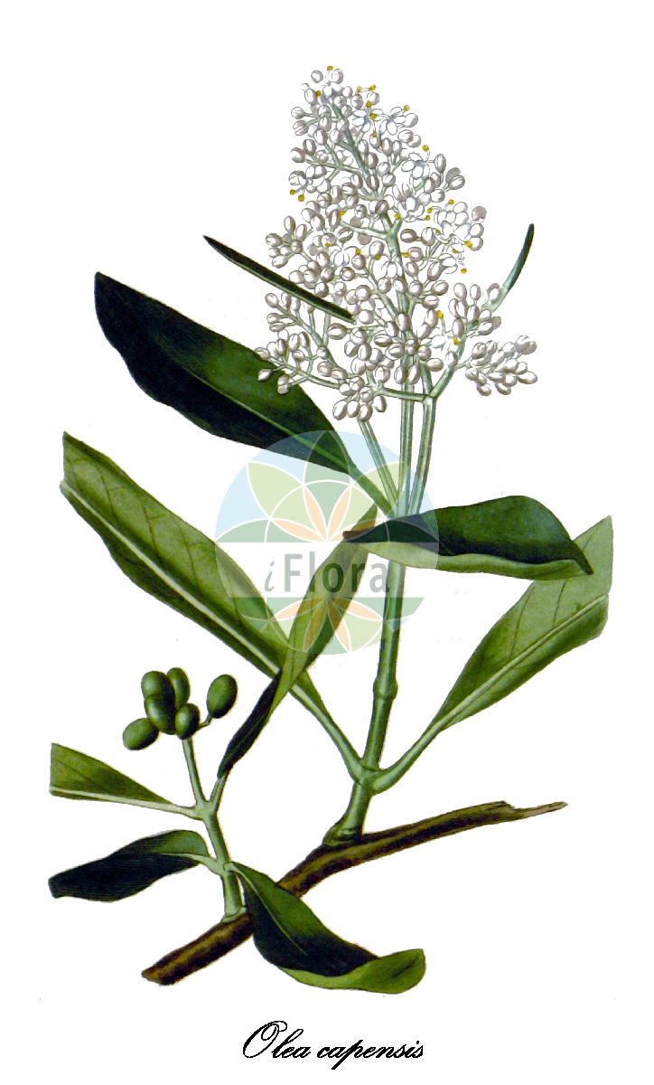 Olea capensis - Oleaceae,Plantae,Pteridobiotina,Angiosperms,Lamiales,Oleaceae,Olea,Olea capensis,Olea cassinifolia,Bastardeisenholz